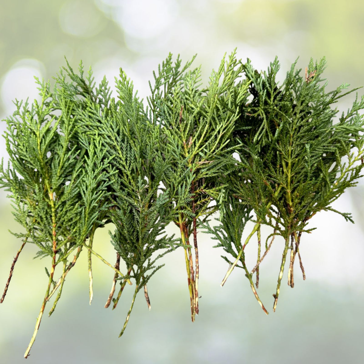 Leyland Cypress Tree Cuttings - 22 Fresh Cuttings + 2 Free - Fast Growing Evergreen (Cupressocyparis leylandii)