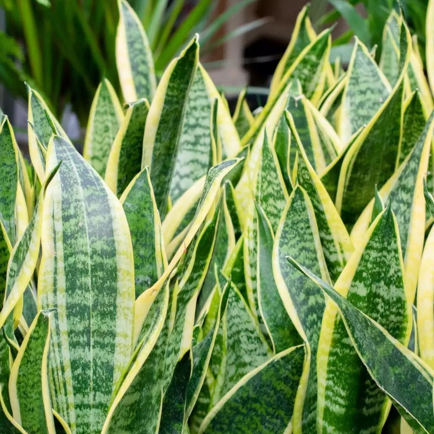 Snake Plant Jade 4-inch Pot, Sansevieria trifasciata 'Jade', Indoor Air Purifying Houseplant, Low Maintenance Green Plant