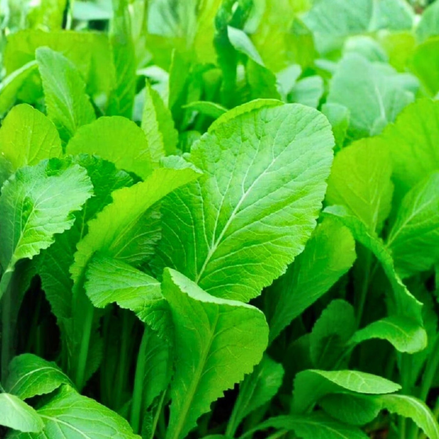 Heirloom Mustard Greens Seeds - Non-GMO Tendergreen Brassica juncea Green Leafy Greens Seed Pack - 100 Seeds