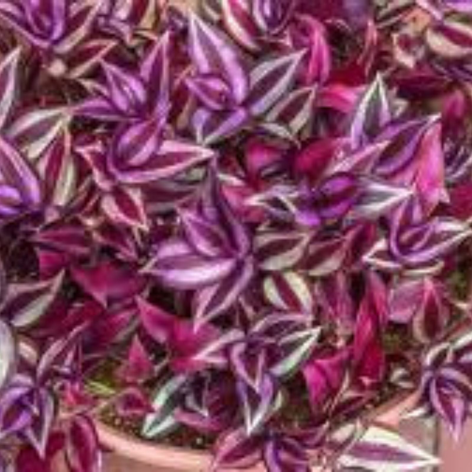 Tradescantia Zebrina Cuttings - Purple Wandering Jew Plant - 10 Healthy Stems - Indoor Houseplant - Easy Care, Bright Foliage