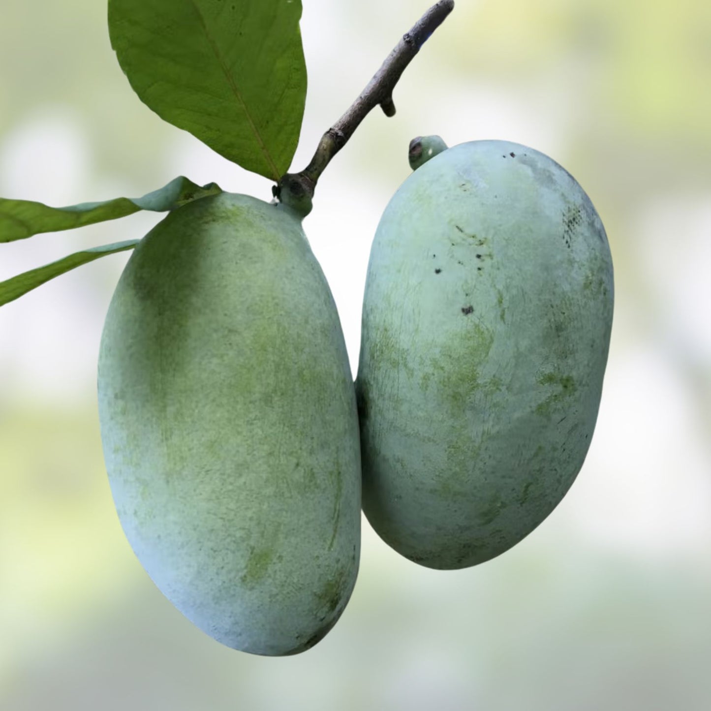Paw Paw Tree Seeds 6 Pack | Edible Fruit Tree | Asimina triloba | Grown in USA