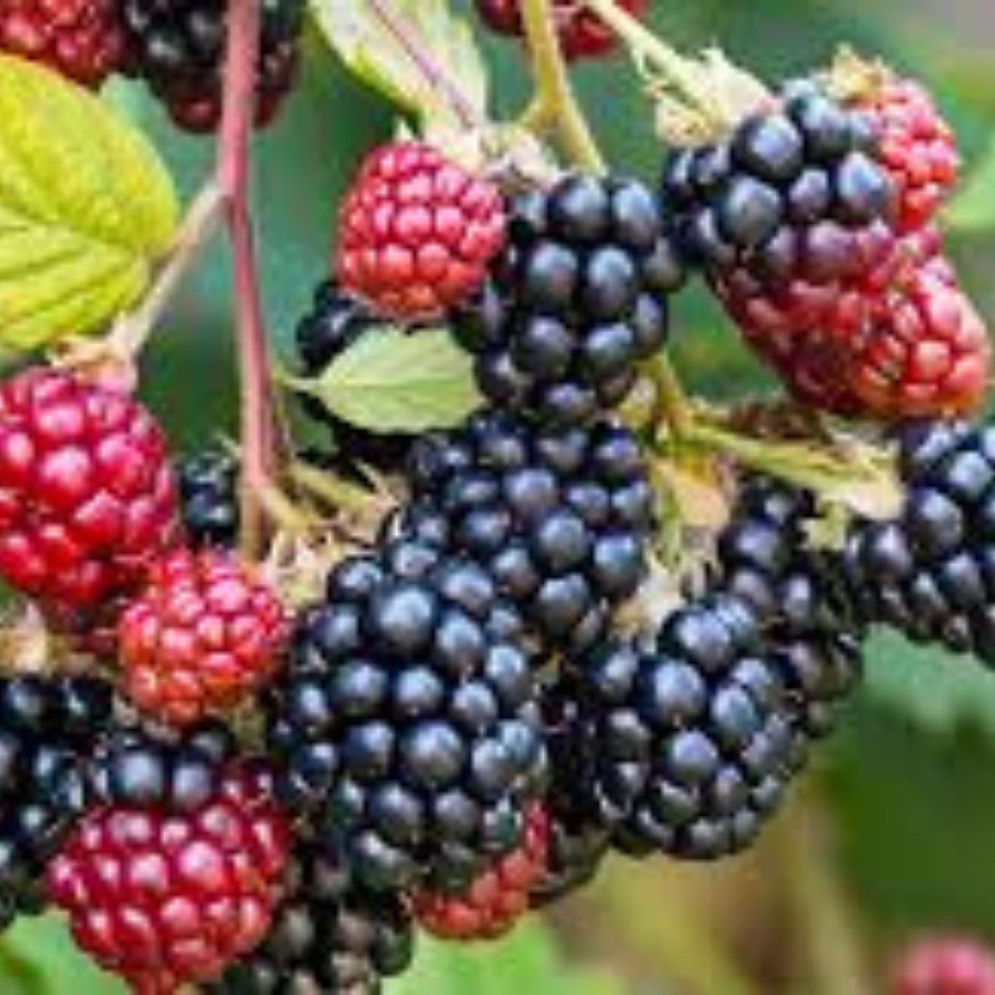 Organic Thornless Blackberry Cuttings 6" Long 4 Pack Rubus fruticosus Thornless Blackberry Plants