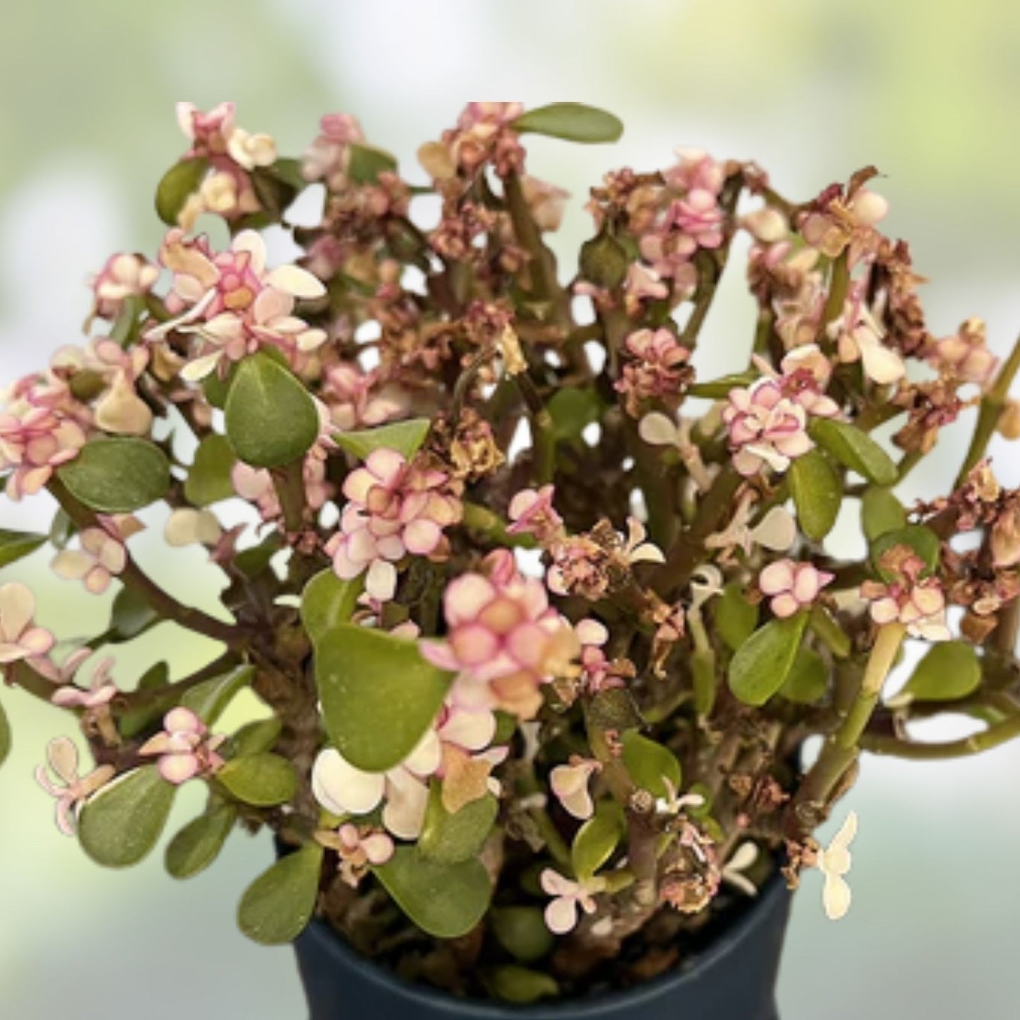 Rare Variegated Elephant Bush Mini Jade Cuttings - 6 Pack - 5” Long - Portulacaria afra Succulents