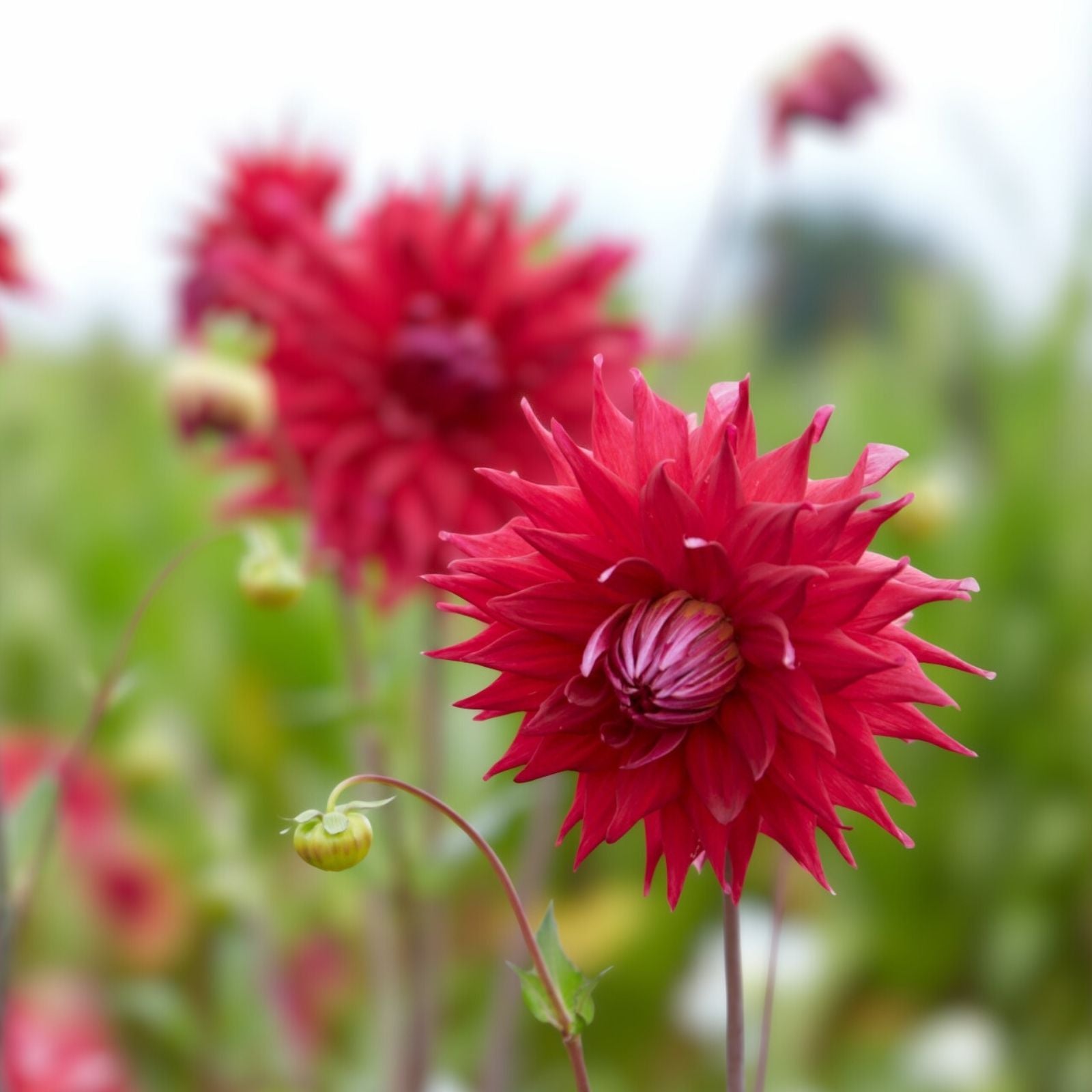Dahlia Live Plant Tuber Holly Huston Semi-Cactus Red Garden Flower Perennial Cut Flower