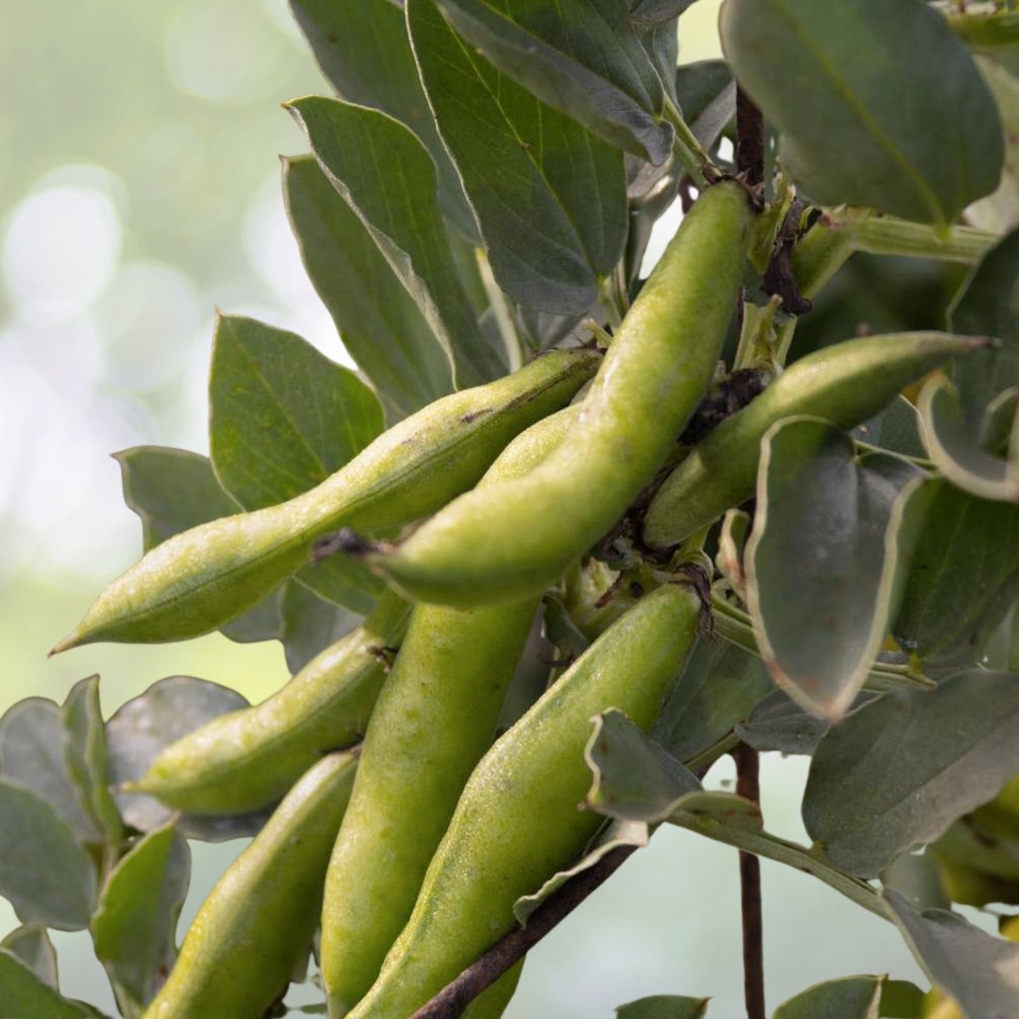 Organic Fava Bean Seeds | Fast Growing Variety | 15 Seeds | Vicia faba