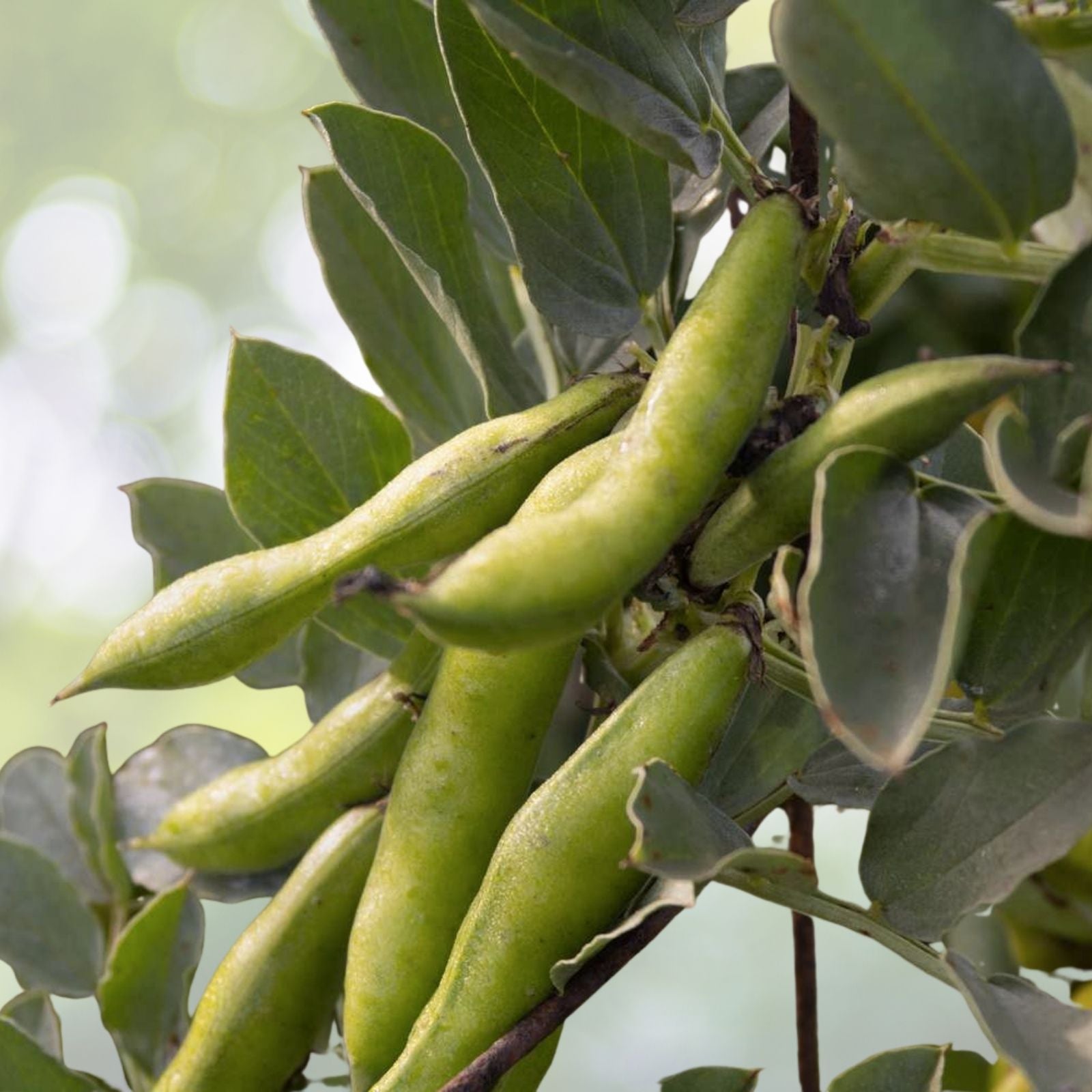 Organic Fava Bean Seeds | Fast Growing Variety | 15 Seeds | Vicia faba