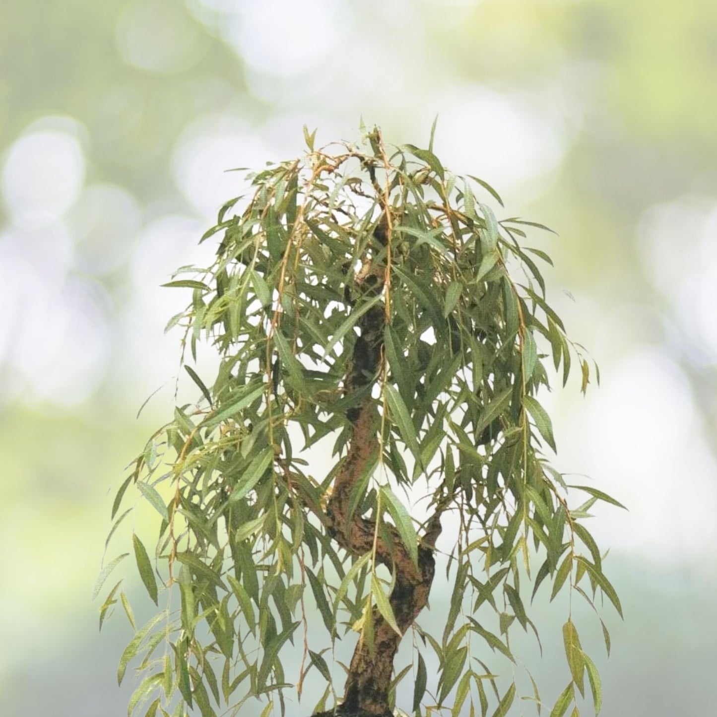 Weeping Willow Tree Cutting - Thick Trunk Dwarf Bonsai - Salix babylonica