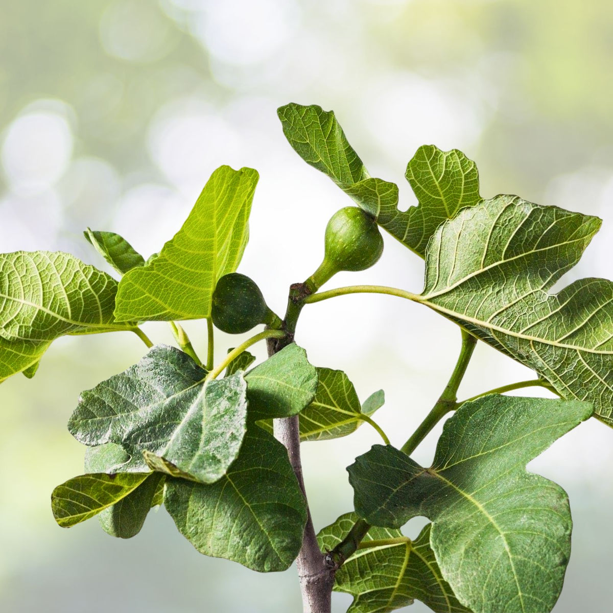 Dwarf Fig Tree Starter Plant - Self-Fertile Medium Brown Figs - Ficus carica 'Fignomenal'