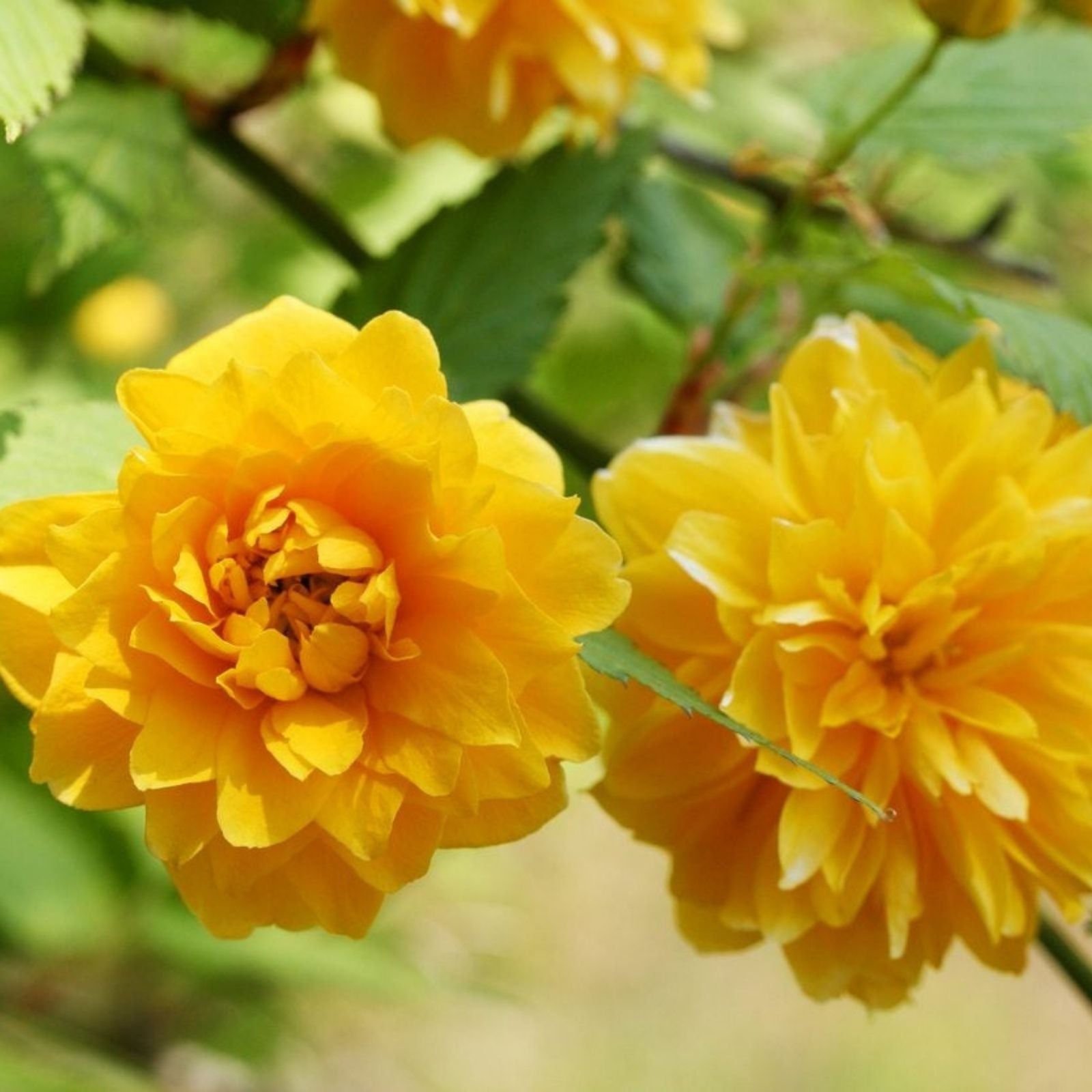 Double Flowering Japanese Rose Cuttings, Kerria japonica, 7+ Fresh Jew's Mantle Planting Material