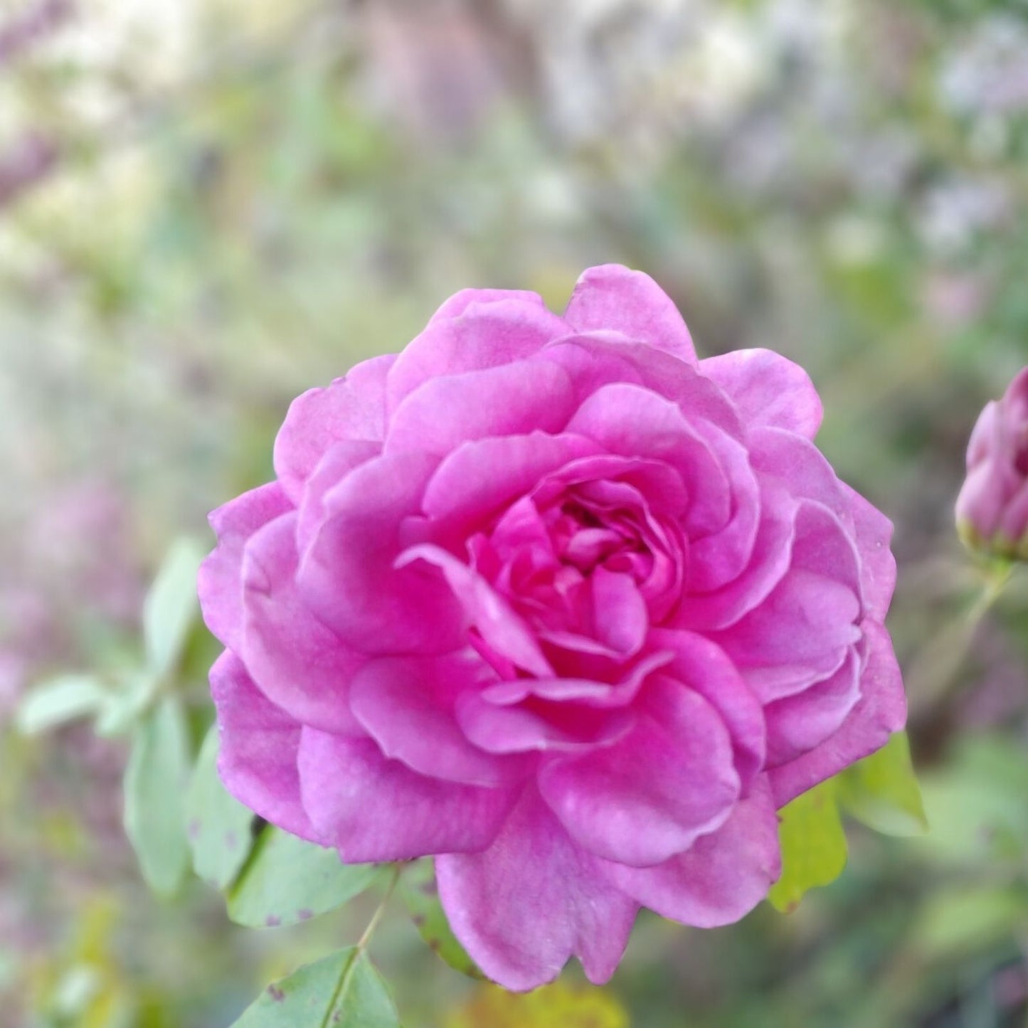Rose Cuttings 4-6" Lavender Crush | Edible Jelly & Drink | Rosa spp, | Fragrant, Edible Flowers, Garden Plant