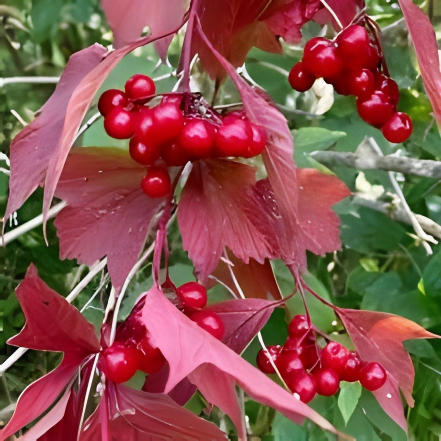 20 Squashberry Seeds - RARE Viburnum edule Edible Fruit Bush - Cranberry Plant Seeds for Garden, Wild Harvesting