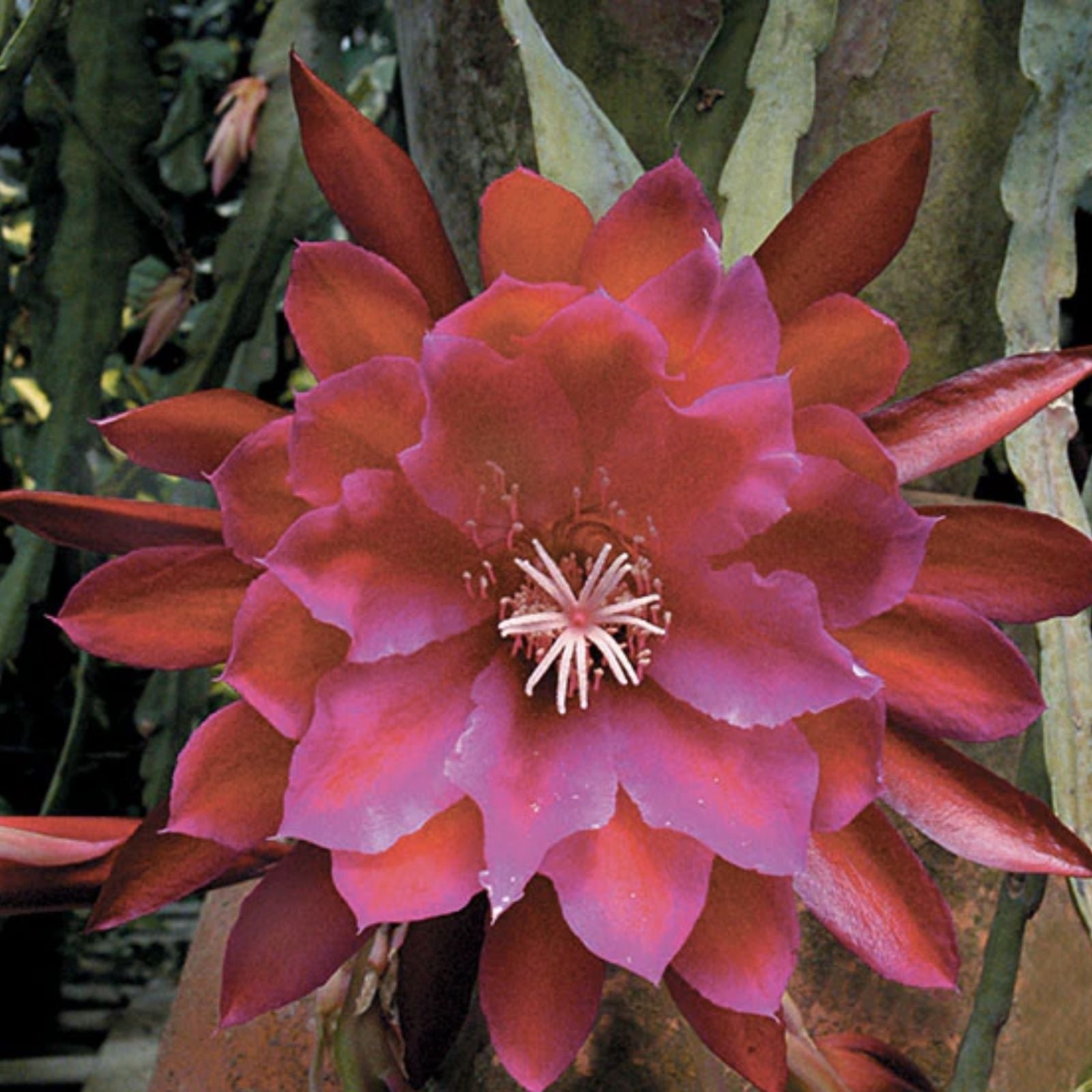 Epiphyllum Orchid Cactus Plant in 4” Pot, George’s Favorite, Rooted Tropical Indoor Cactus, Epiphyllum hybrid