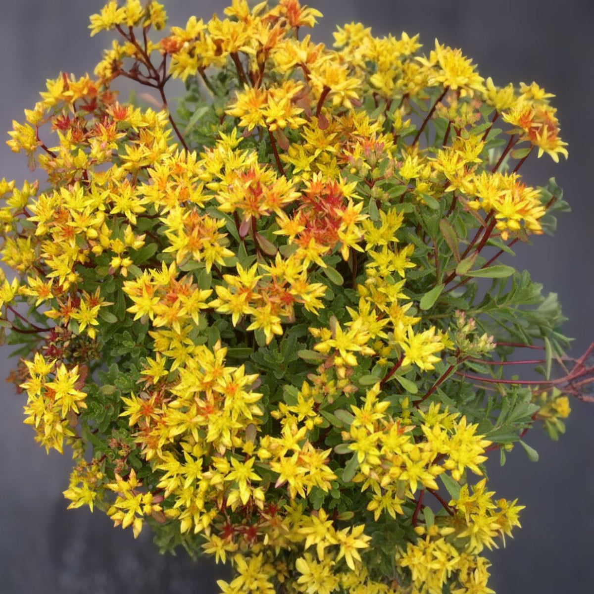 Sedum 'Weihenstephaner Gold' Live Cuttings - Yellow Foliage Ground Cover Perennial Plant - Easy Care Garden Plant