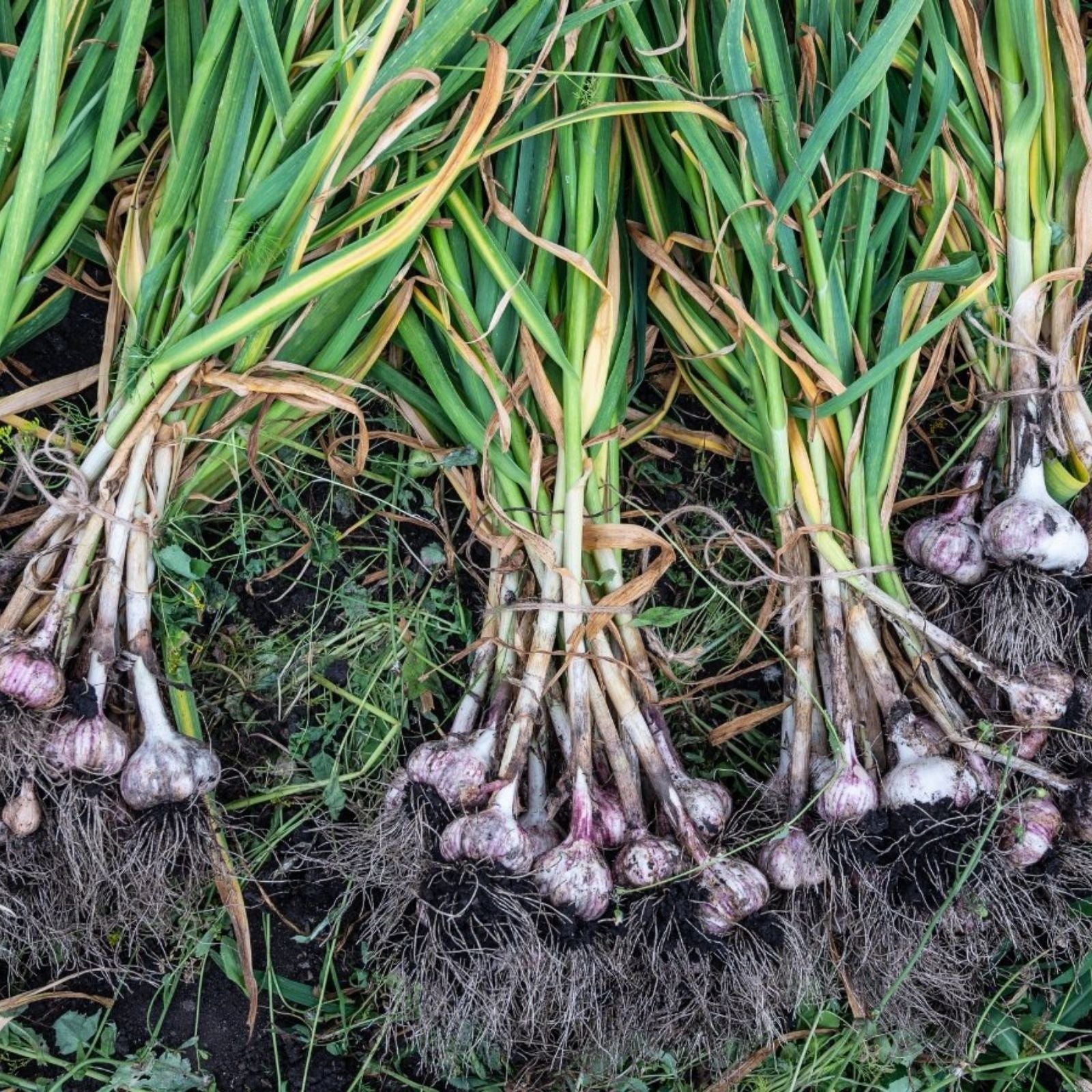 Siberian Garlic Whole Bulbs Organic Allium sativum Non-GMO for Cooking or Planting
