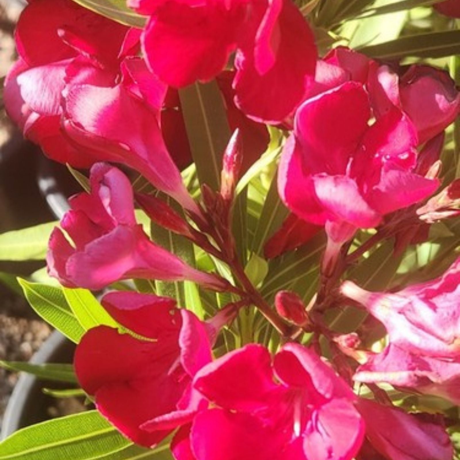 Red Oleander Seeds – 60 Fresh Nerium Flower Seeds for Planting – Ornamental Bush, House Plant, Toxic Evergreen Shrub