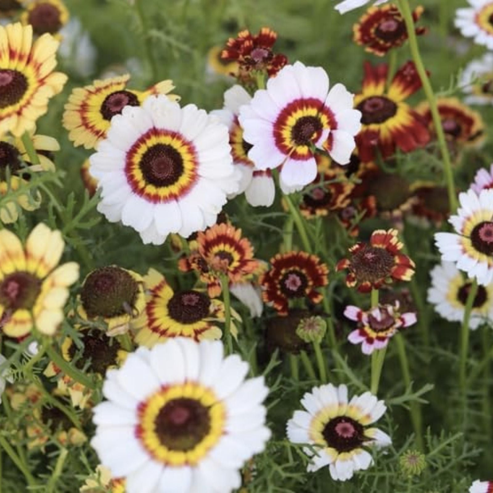 Painted Daisy Seeds 1,000 Count - Easy to Grow Perennial Chrysanthemum Seed Pack for Planting