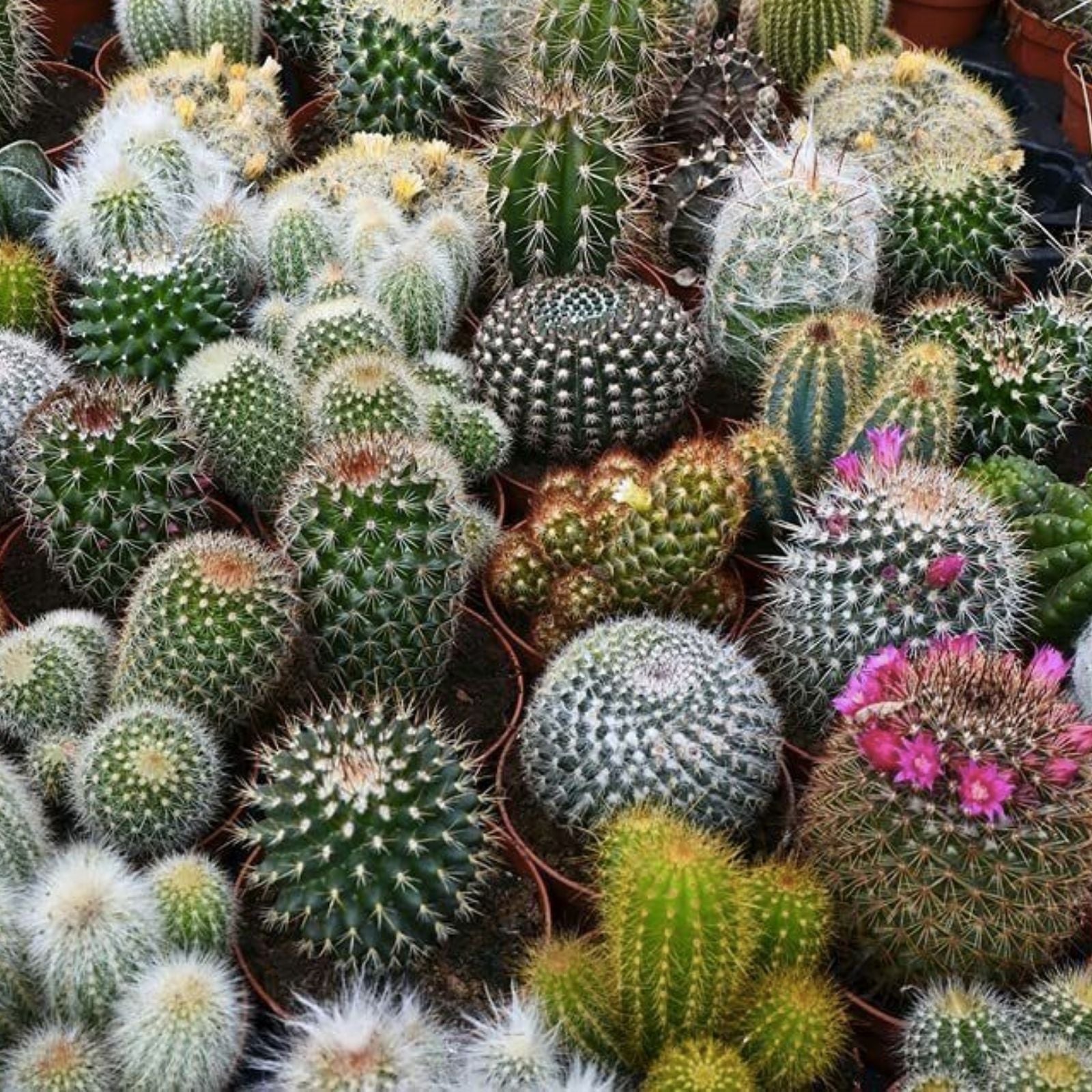 Cacti Seeds Mix 100 Pack - Exotic Varieties for Planting - Various Species - Ships from Iowa, USA