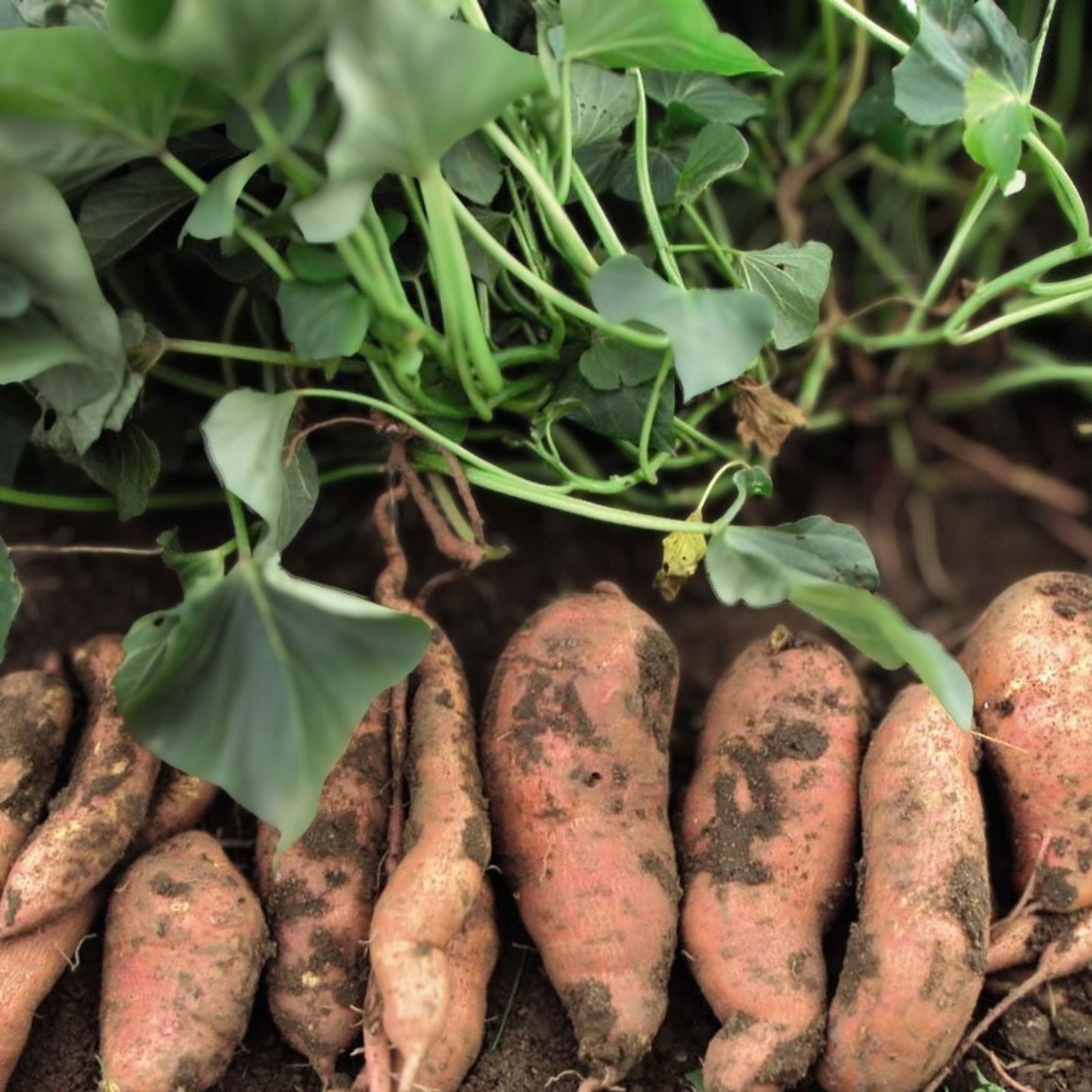 Rooted Sweet Potato Slips 10 Pack | Ipomoea batatas | Organic, Healthy Plant Cuttings for Gardening