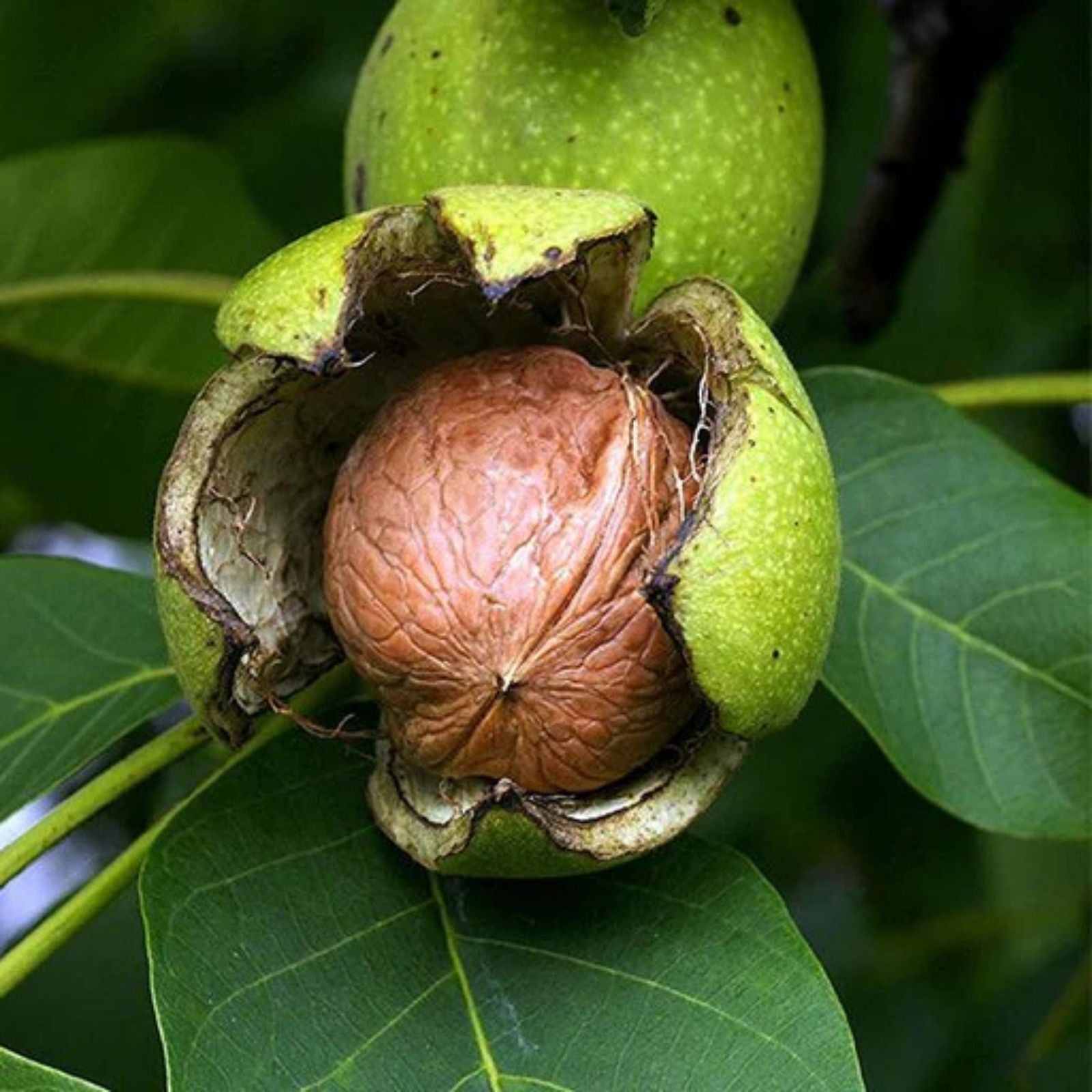 Jupiter's Acorn Tree Seeds - 2 Dwarf Walnut Seeds for Planting - Juglans regia - Edible Nut Tree, Ornamental, Fast-Growing