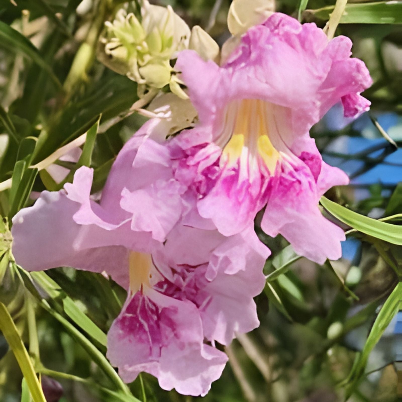 Desert Willow Tree Seeds - 40+ Pink Flowering, Fragrant Chilopsis linearis for Gardens and Landscapes