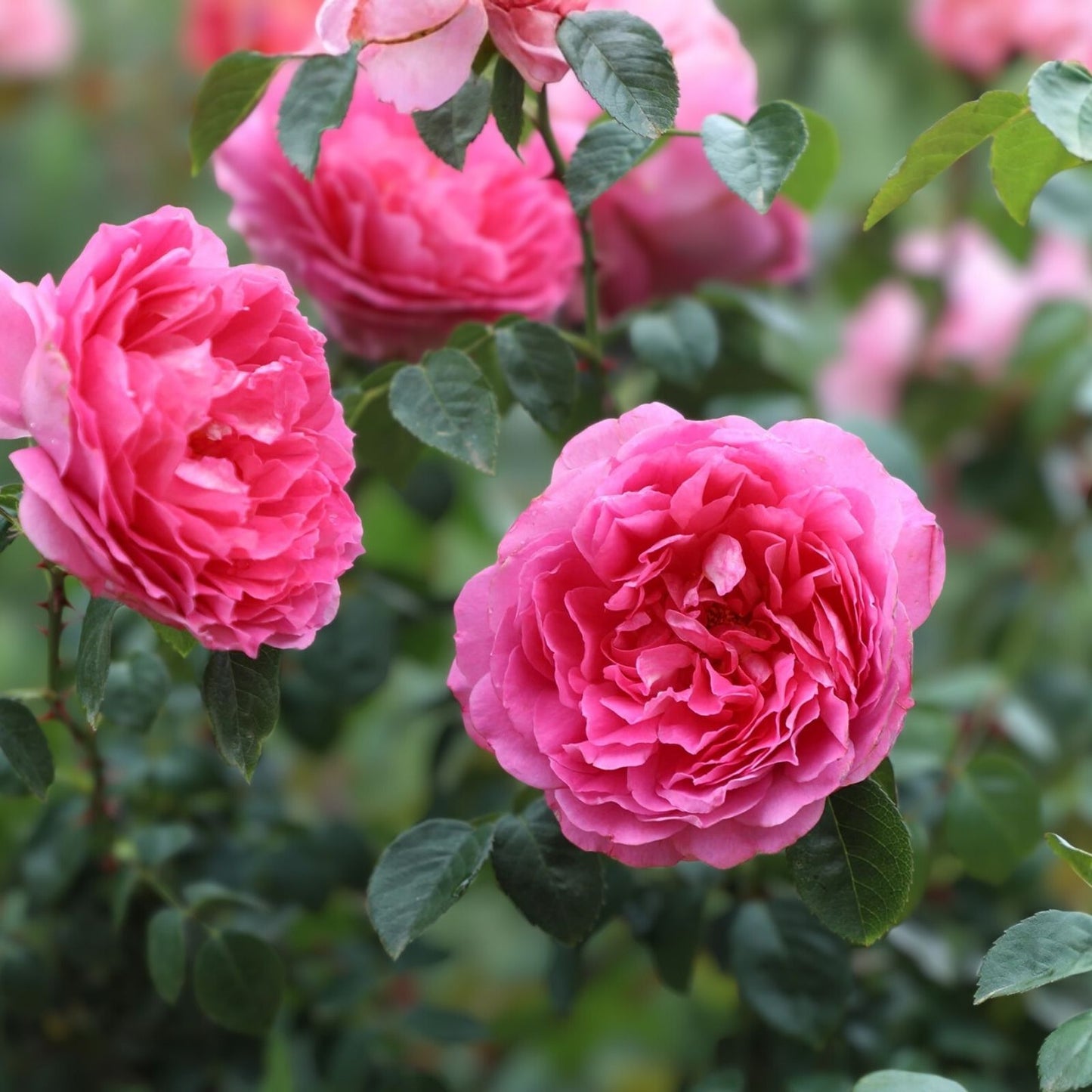 Hybrid Tea Rose Bush Pink Inspiration – Fragrant Peony-Like Blooms – Disease Resistant Live Plant – Rosa
