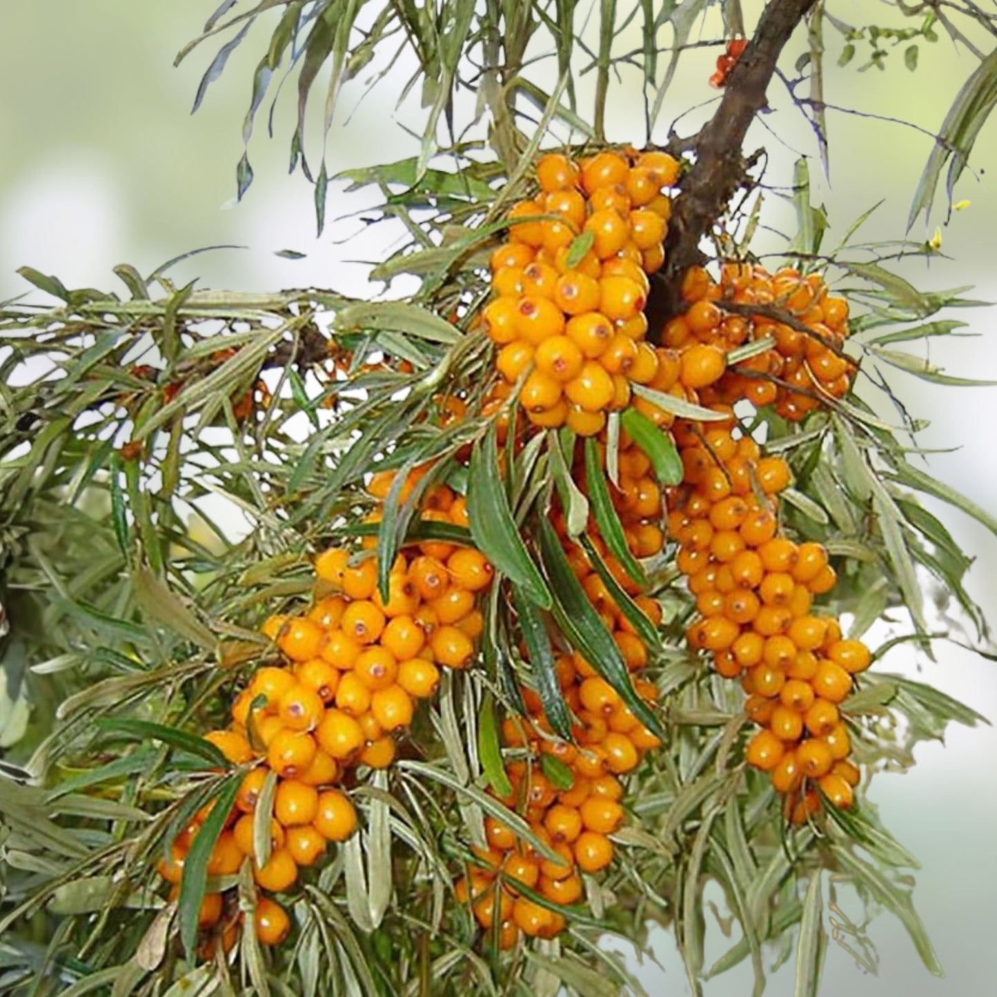 Seaberry Bush Seeds 50 Pack Edible Fruit Hippophae rhamnoides Organic Planting Seeds
