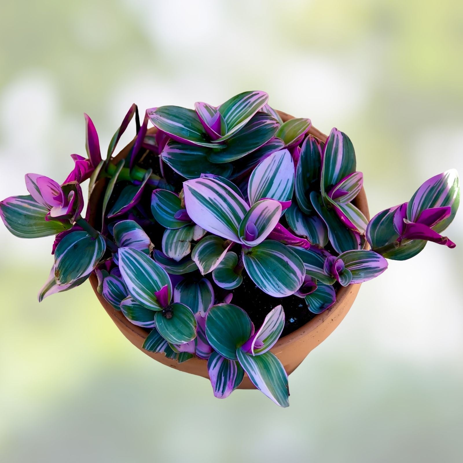 Tradescantia Nanouk Live Houseplant - 2 Rooted Cuttings - Colorful Variegated Foliage - Easy Care Indoor Plant