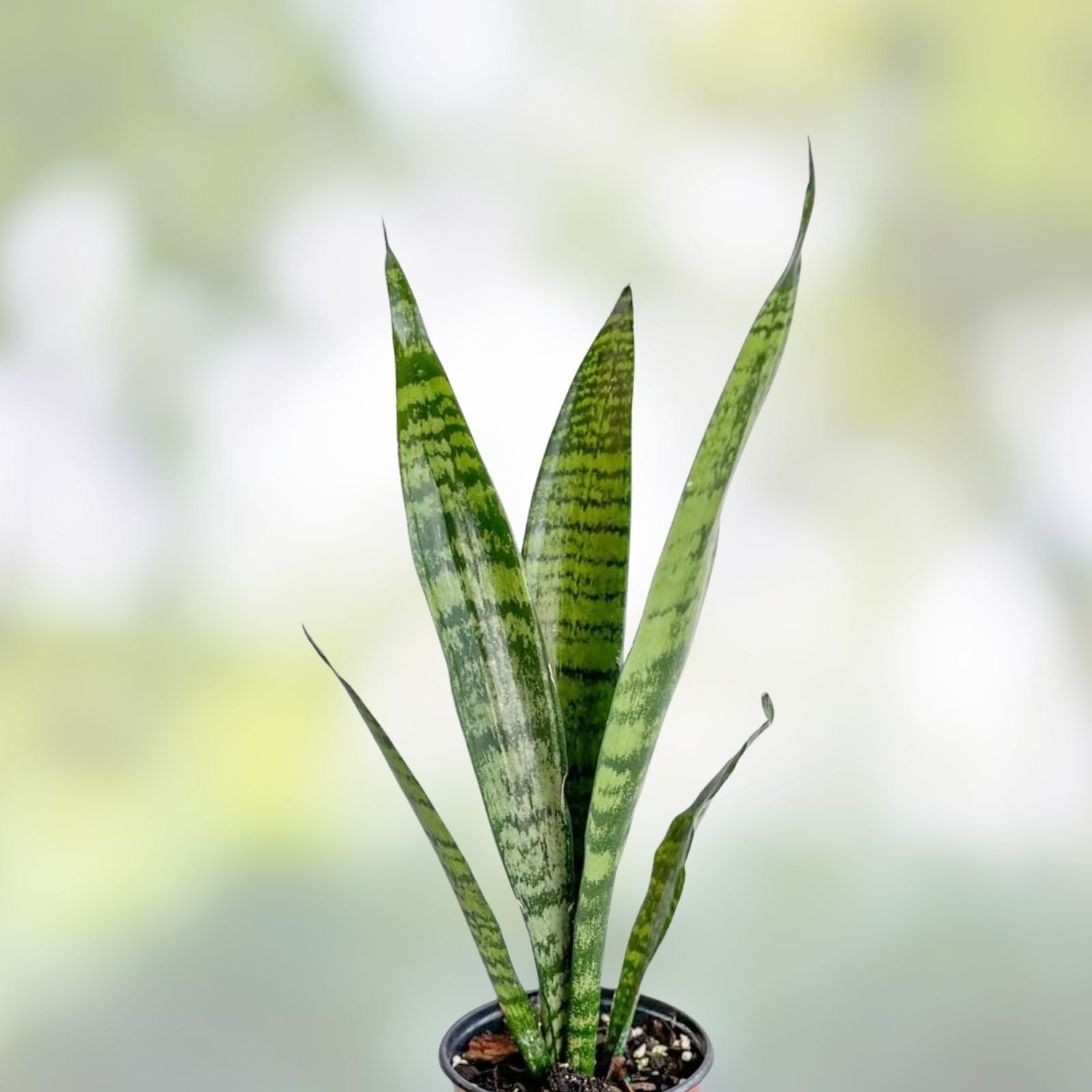 Sansevieria Lancia Cuttings - Rare Snake Plant Indoor Houseplant - Succulent Variety - Sansevieria Trifasciata