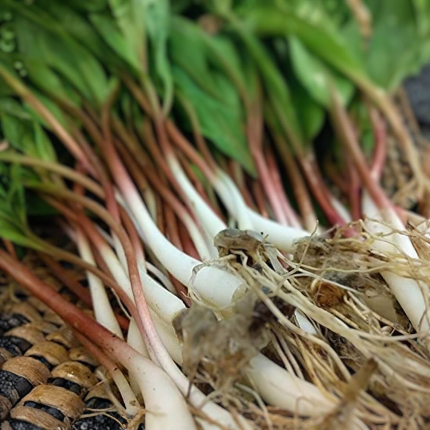 Organic Wild Leek Bulbs - 3 Bare Roots for Planting - Allium tricoccum - Easy Low-Light Garden Addition