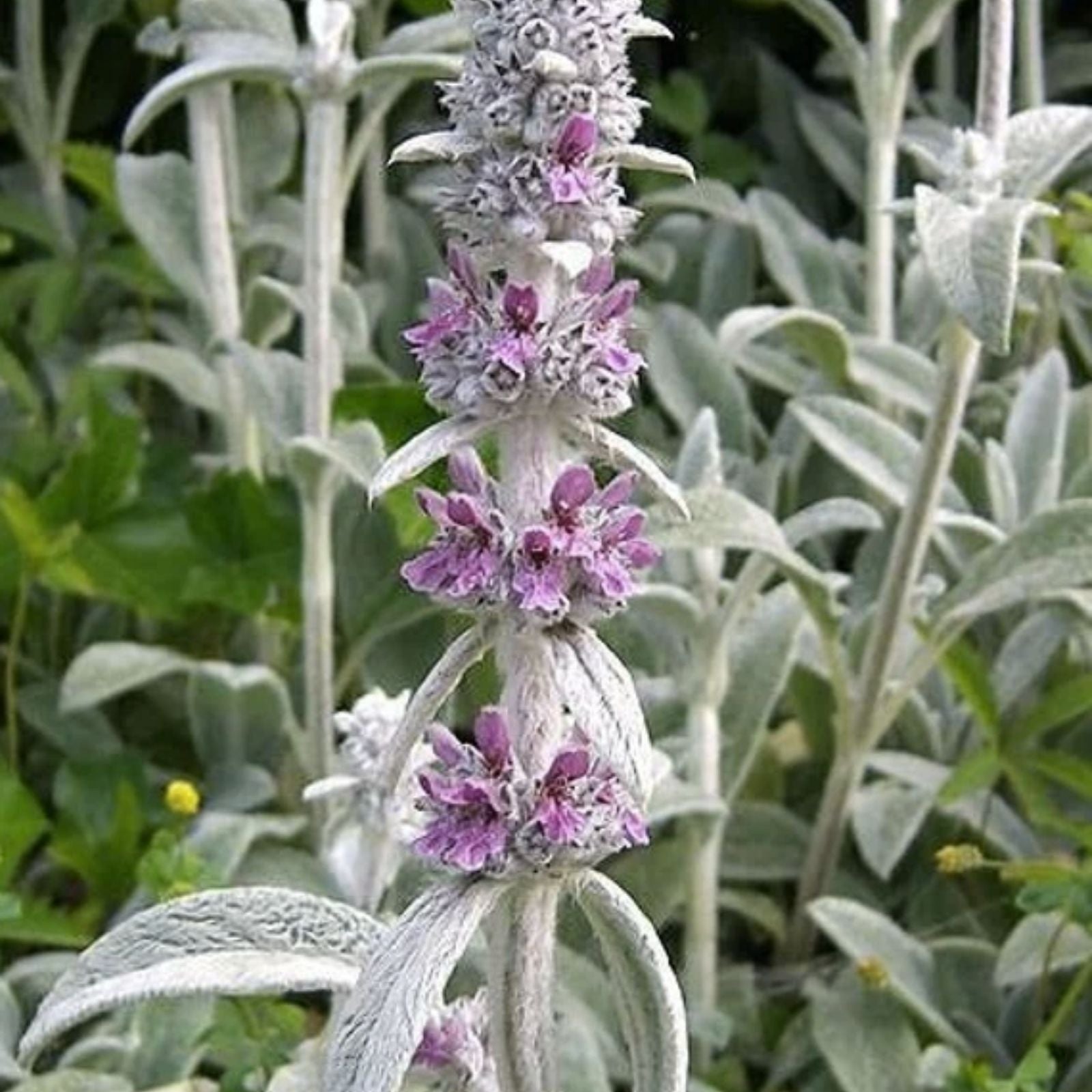 Lamb's Ear Seeds 100+ Pack Byzantina Variety Stachys byzantina Garden Seeds Made in USA from Iowa