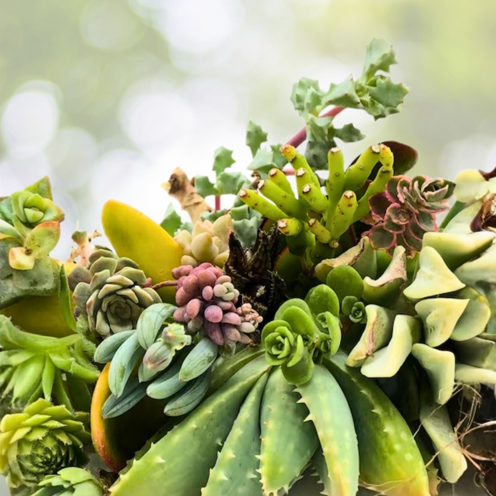 15 Assorted Succulent Cuttings | 15 Varieties Live Plants for Crafting | Echeveria, Sedum, Haworthia, Mixed Succulents