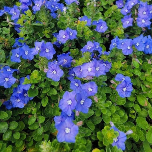 Evolvulus Blue Daze Live Starter Plants Set of 4   Drought Tolerant Ground Cover   Evolvulus glomeratus