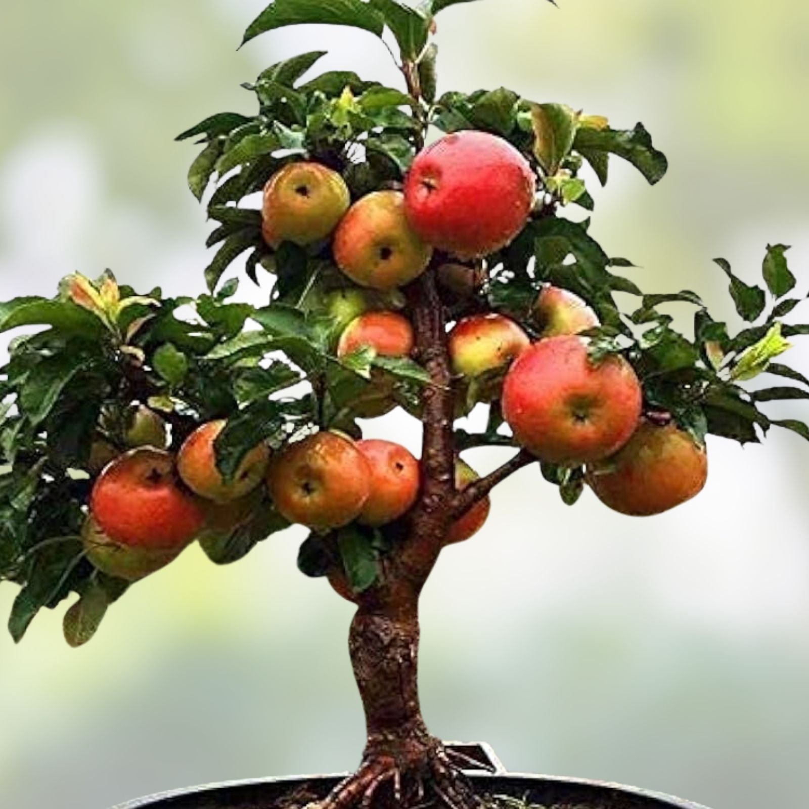 Dwarf Bonsai Apple Tree Seeds 20 Pack - Indoor Fruit Tree Malus Domestica - Exotic Gardening Seeds