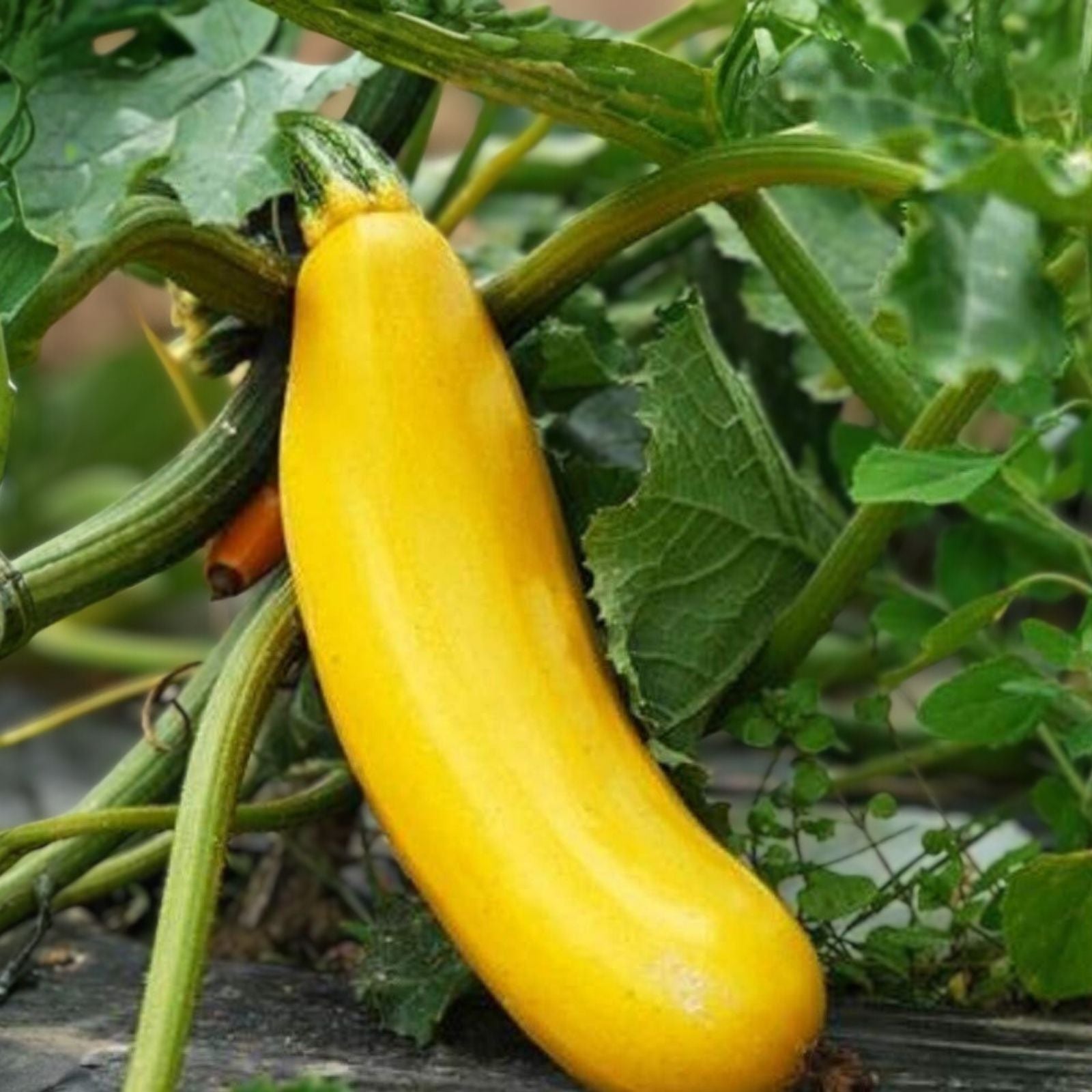 Heirloom Golden Zucchini Seeds 100% Non-GMO Organic Vegetable Seeds Cucurbita pepo for Gardening
