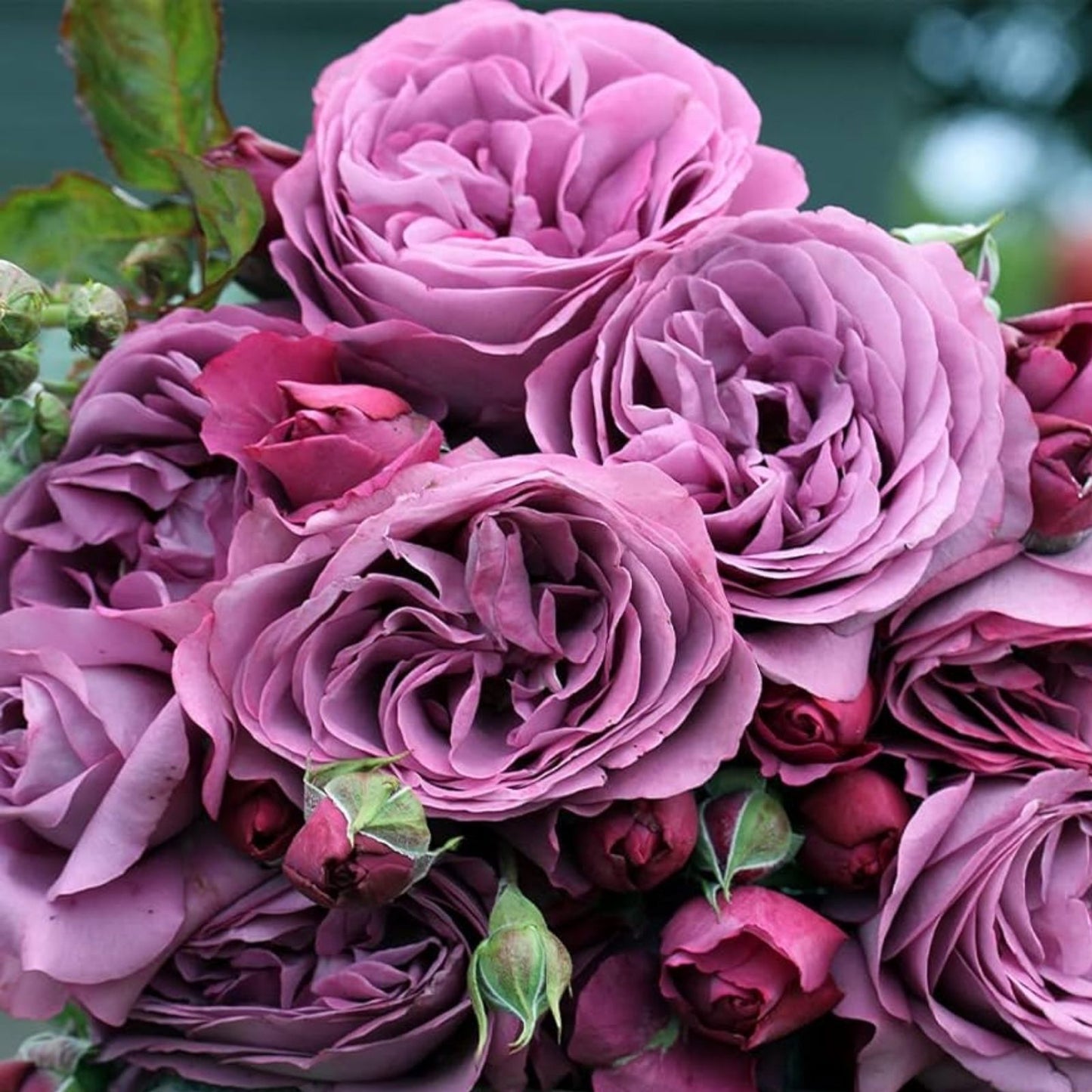 Lavender Purple Heirloom Hybrid Tea Rose Bush - Fragrant Garden Plant, Rosa hybrid, 1-2 ft
