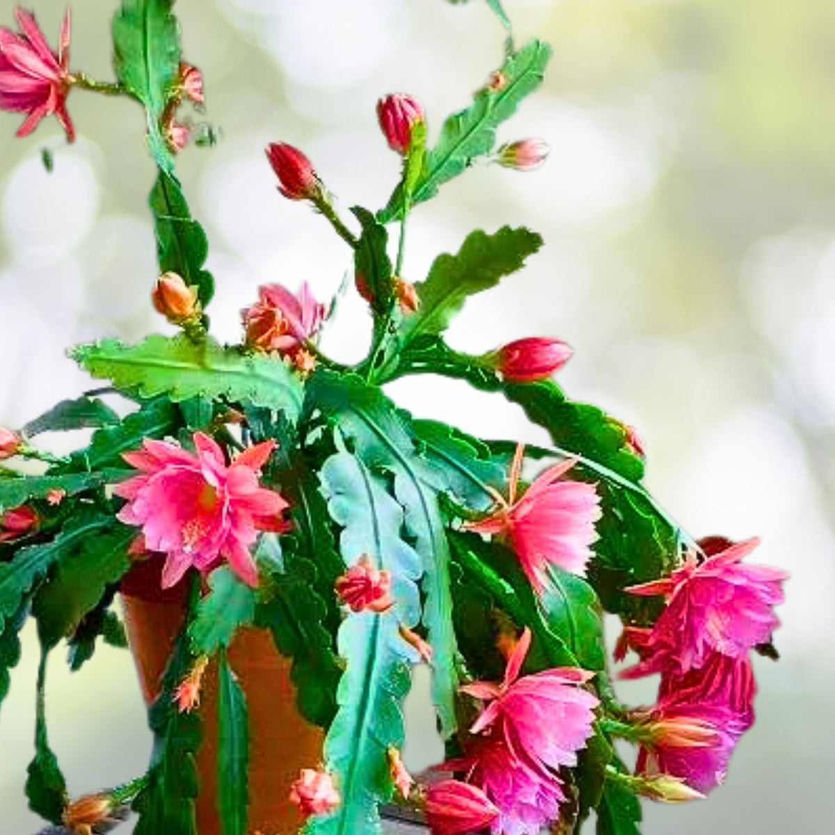 Live Orchid Cactus 4" Pot Pink Blooms - Rare Epiphyllum - Beautiful Indoor Plant for Home Decor