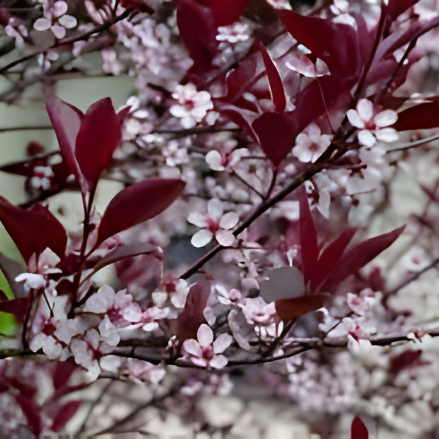 Sand Cherry Bush Seedlings 2 Pack - Prunus besseyi Hardy Shrubs for Landscaping and Garden Planting
