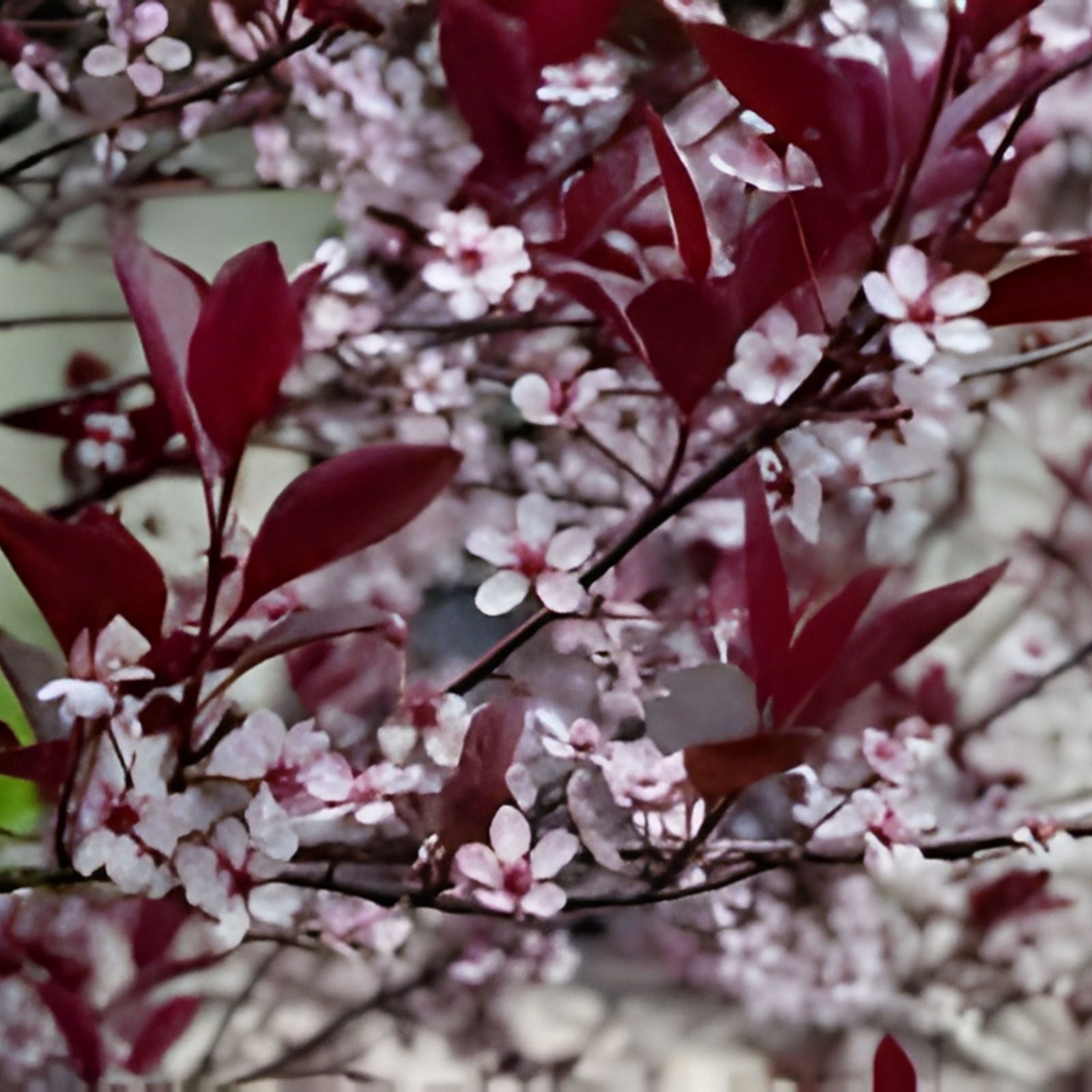 Sand Cherry Bush Seedlings 2 Pack - Prunus besseyi Hardy Shrubs for Landscaping and Garden Planting