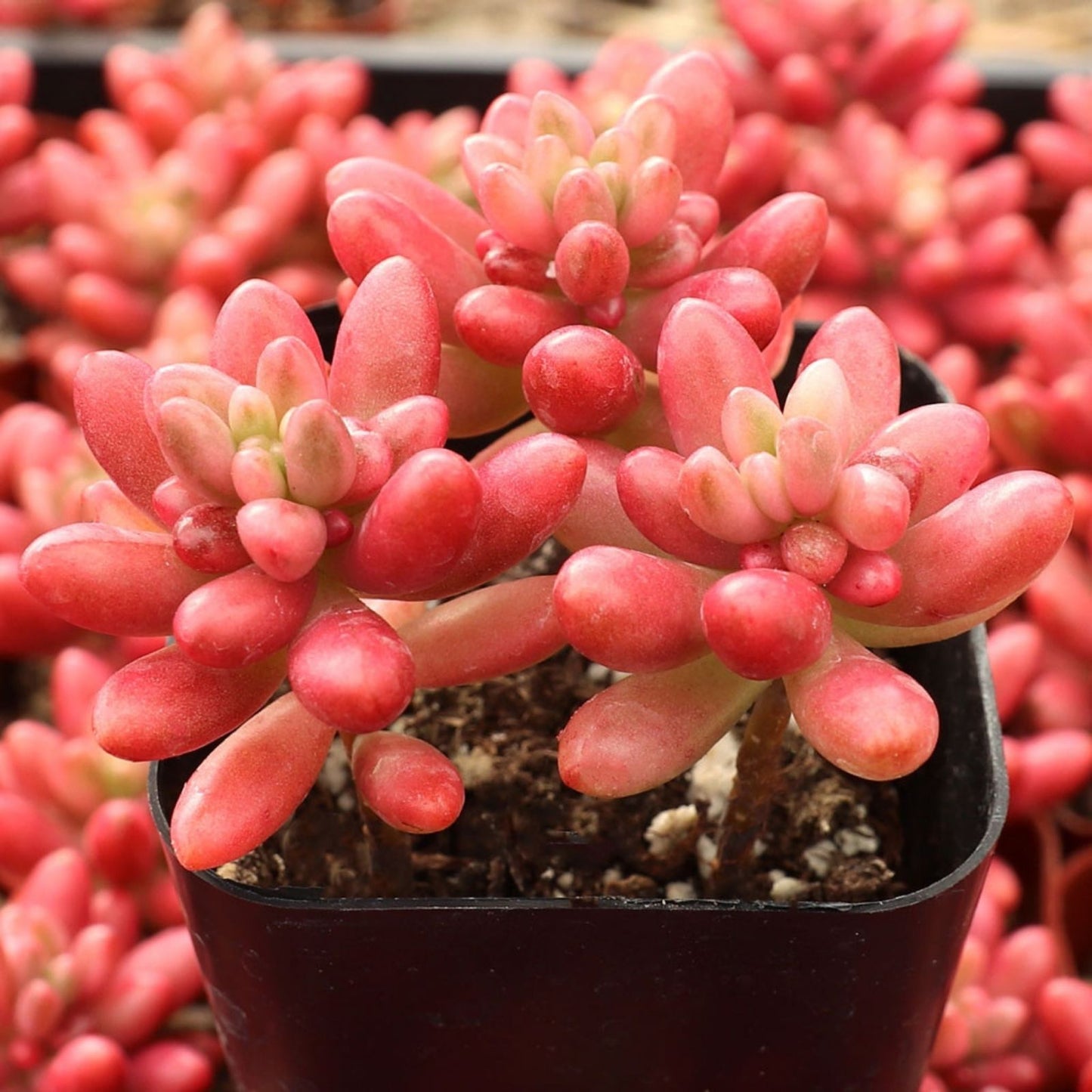 Sedum Rubrotinctum Aurora Pink Jelly Bean Variegated Succulent Cutting – Rare Houseplant for Home Decor