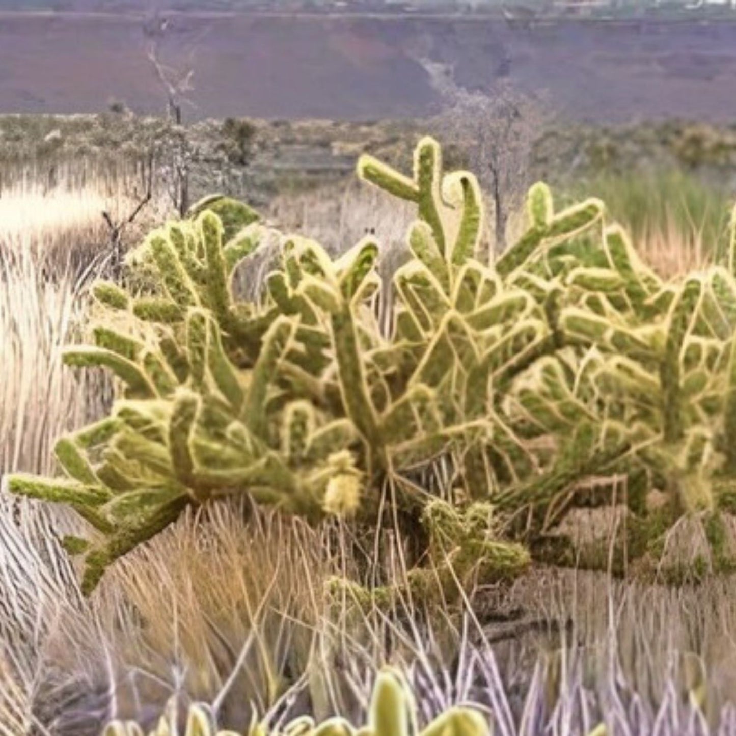 Silver Cholla Branches 3 Pieces 6-10" Drought-Resistant Cactus Decor Cylindropuntia Echinocarpa