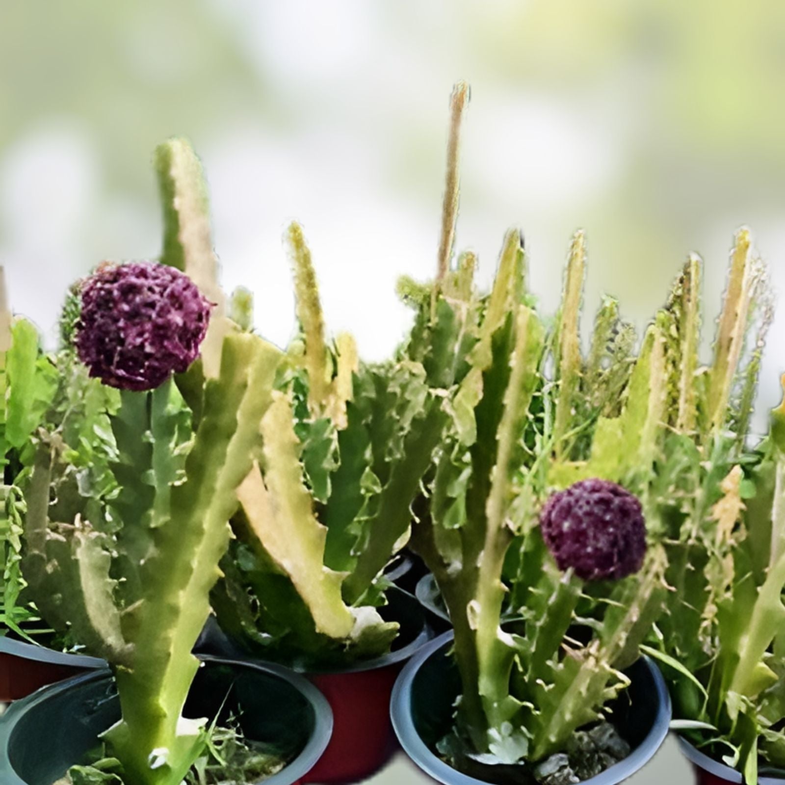 Caralluma Umbellata Potted Plant - 3,5-inch Rare Succulent, Well Rooted, Healthy, Desert Plant, Cactaceae