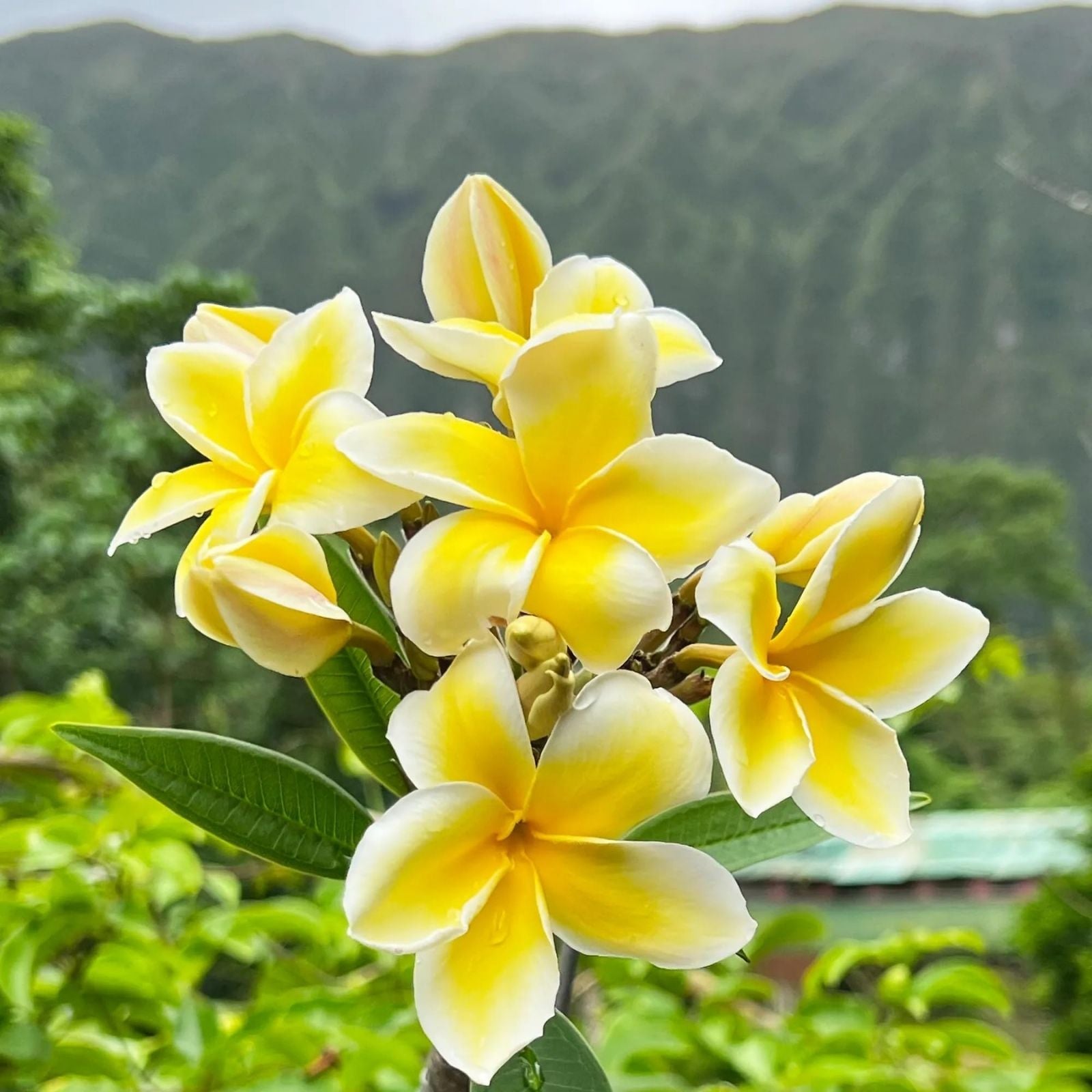 Plumeria Cuttings - Single Tip 8-10" - Colorful Flowering Variety - Plumeria spp,