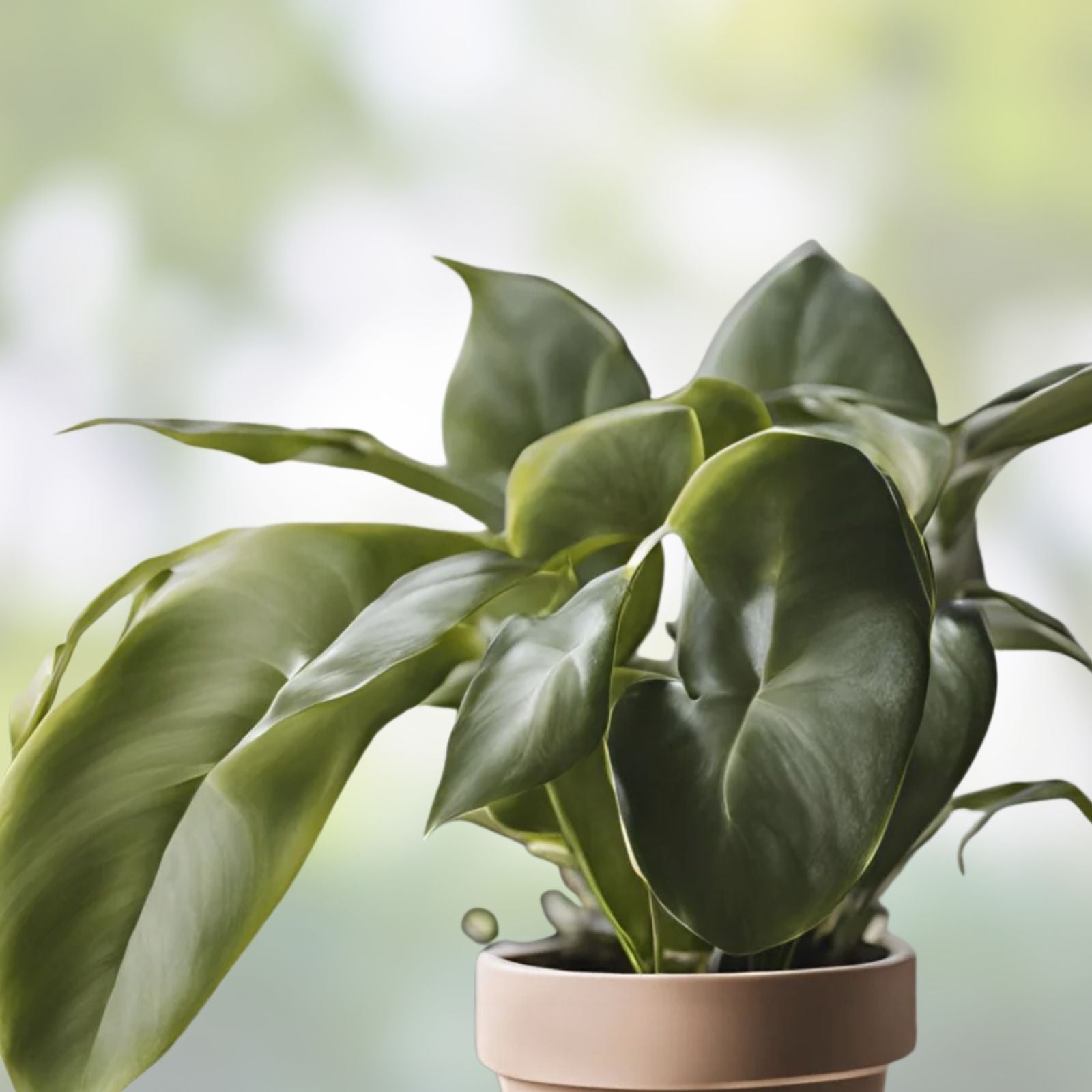 Mystery House Plant Cuttings Set of 6 – Indoor Plant Variety for Home Decor – Perfect for Plant Lovers