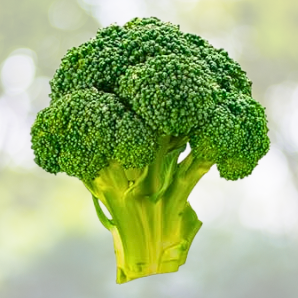 Rapini Broccoli Seeds - 500 Non-GMO Early Fall Italian Greens - Broccoli Raab (Brassica rapa subsp. rapa)