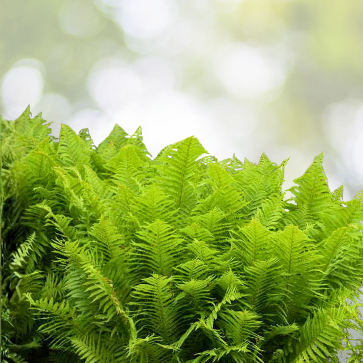 Ostrich Fern Roots - 3 Bare Root Perennials - Matteuccia struthiopteris - Native Woodland Shade Garden - Organically Grown