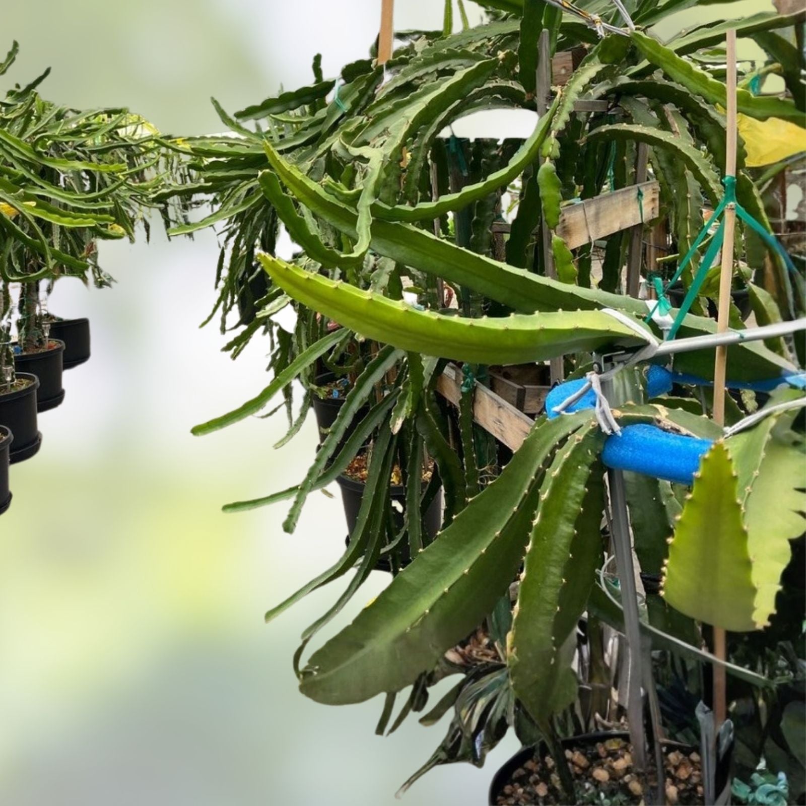 Dragon Fruit Cuttings 3-5 inches Multiple Varieties for Grafting Hylocereus spp.
