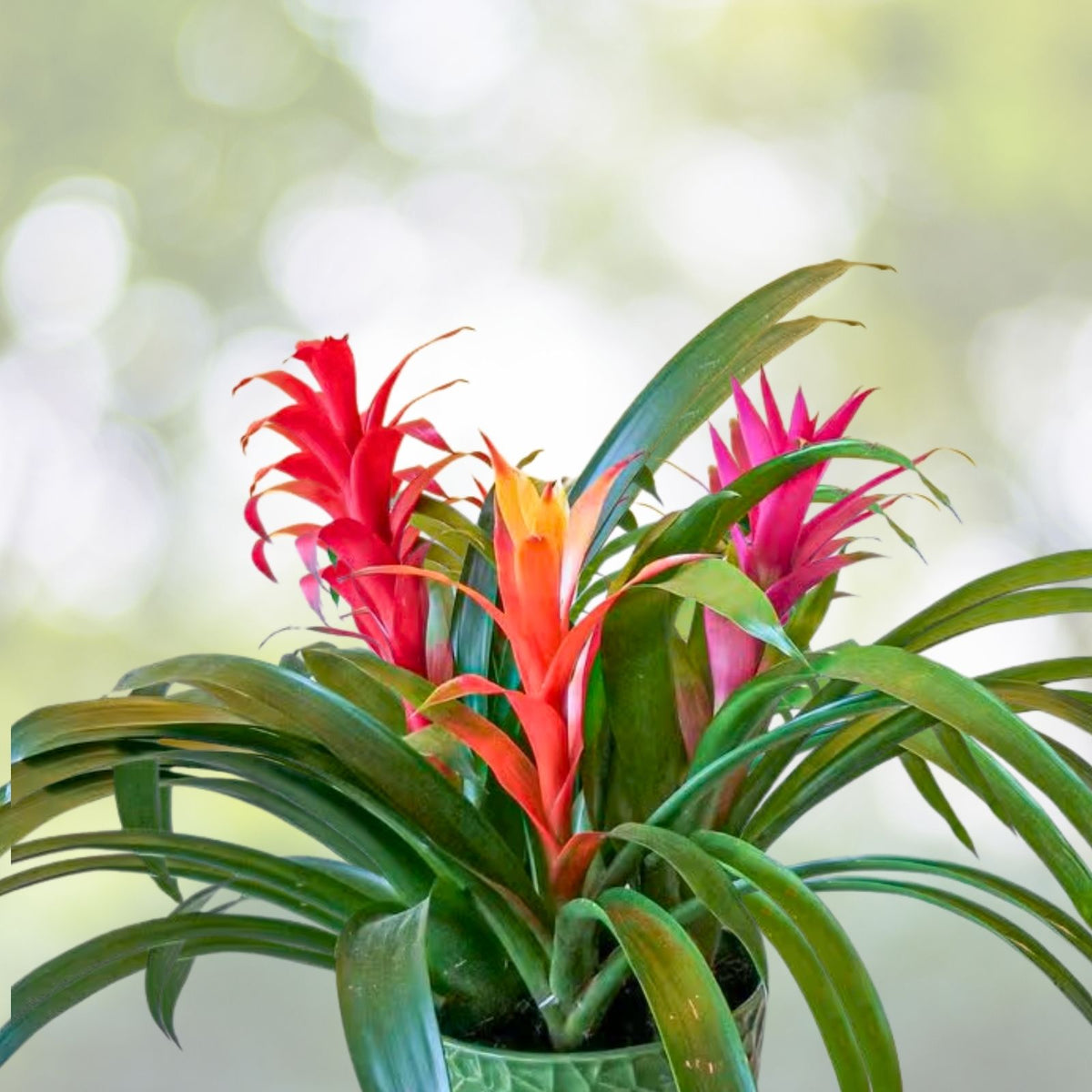 Bromeliad Plant 6 Inch Pot Guzmania 'Optima' Tropical Houseplant with Colorful Bracts Guzmania Guzmaniae