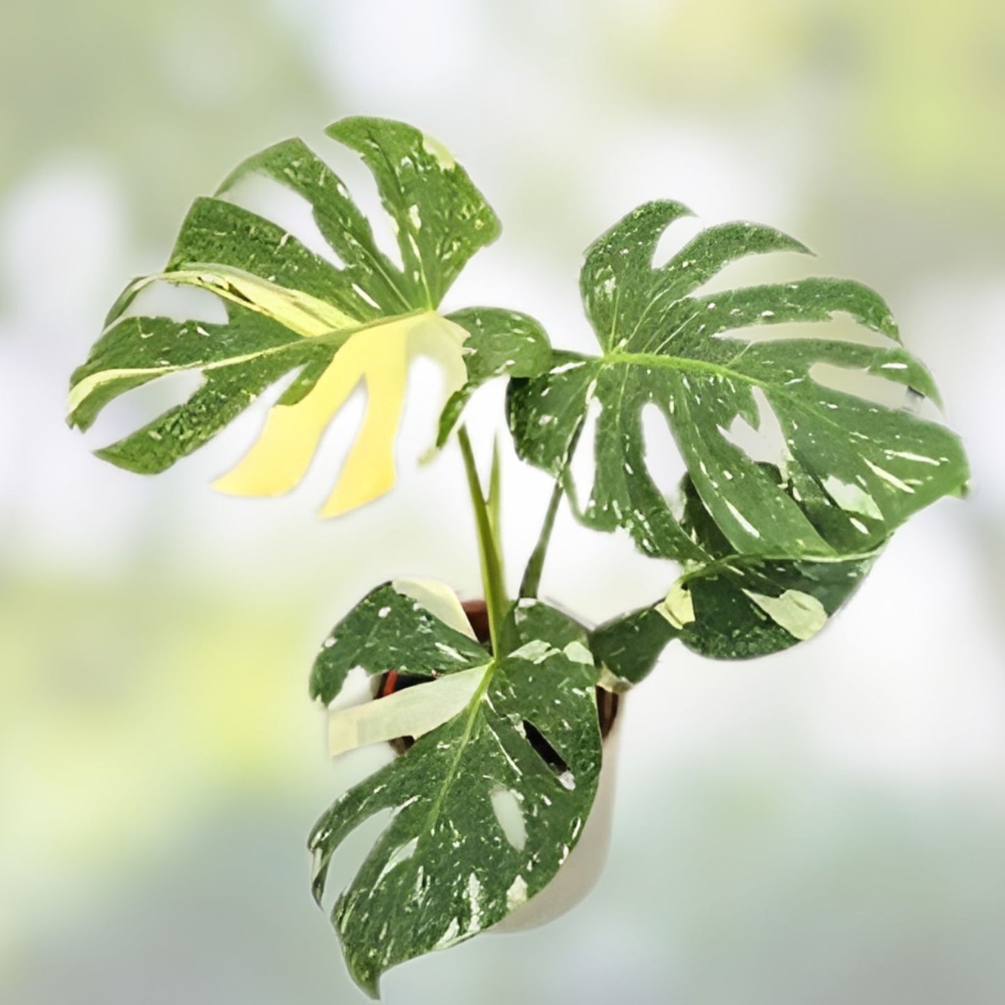 Monstera Thai Constellation 3" Pot | Variegated Indoor Plant | Houseplant | Monstera Deliciosa Variegata