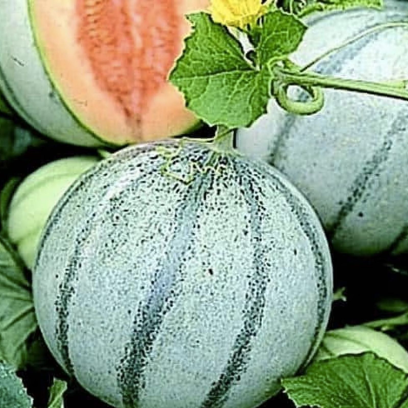 Savor Melon Seeds 10 Pack | Sweet Exotic Garden Fruit Seeds | Cucumis melo | Edible Melon Seeds for Planting