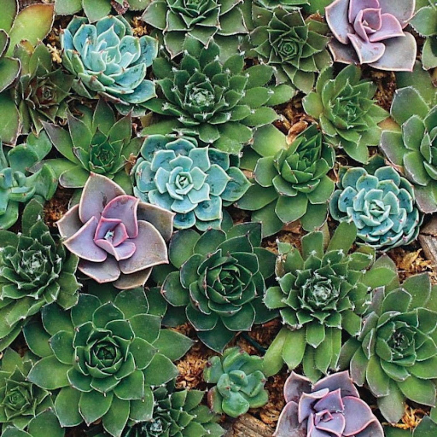 Hens and Chicks Seeds 100 Pack - Poppy Flower - Sempervivum tectorum - Succulent Plant Seeds for Garden and Landscaping
